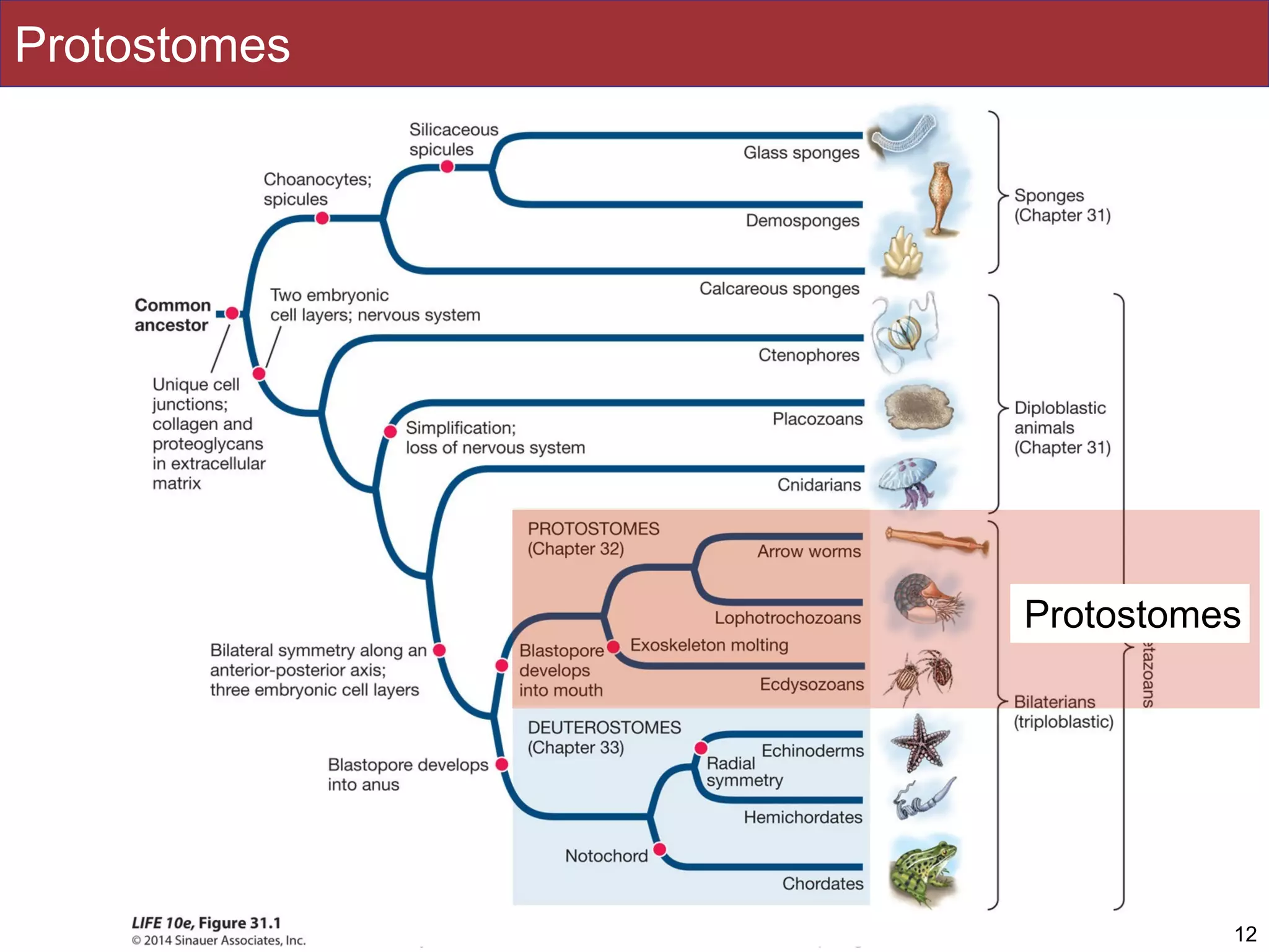 Slides by Jonathan Eisen for BIS2C at UC Davis Spring 2016
Protostomes
12
Protostomes
 