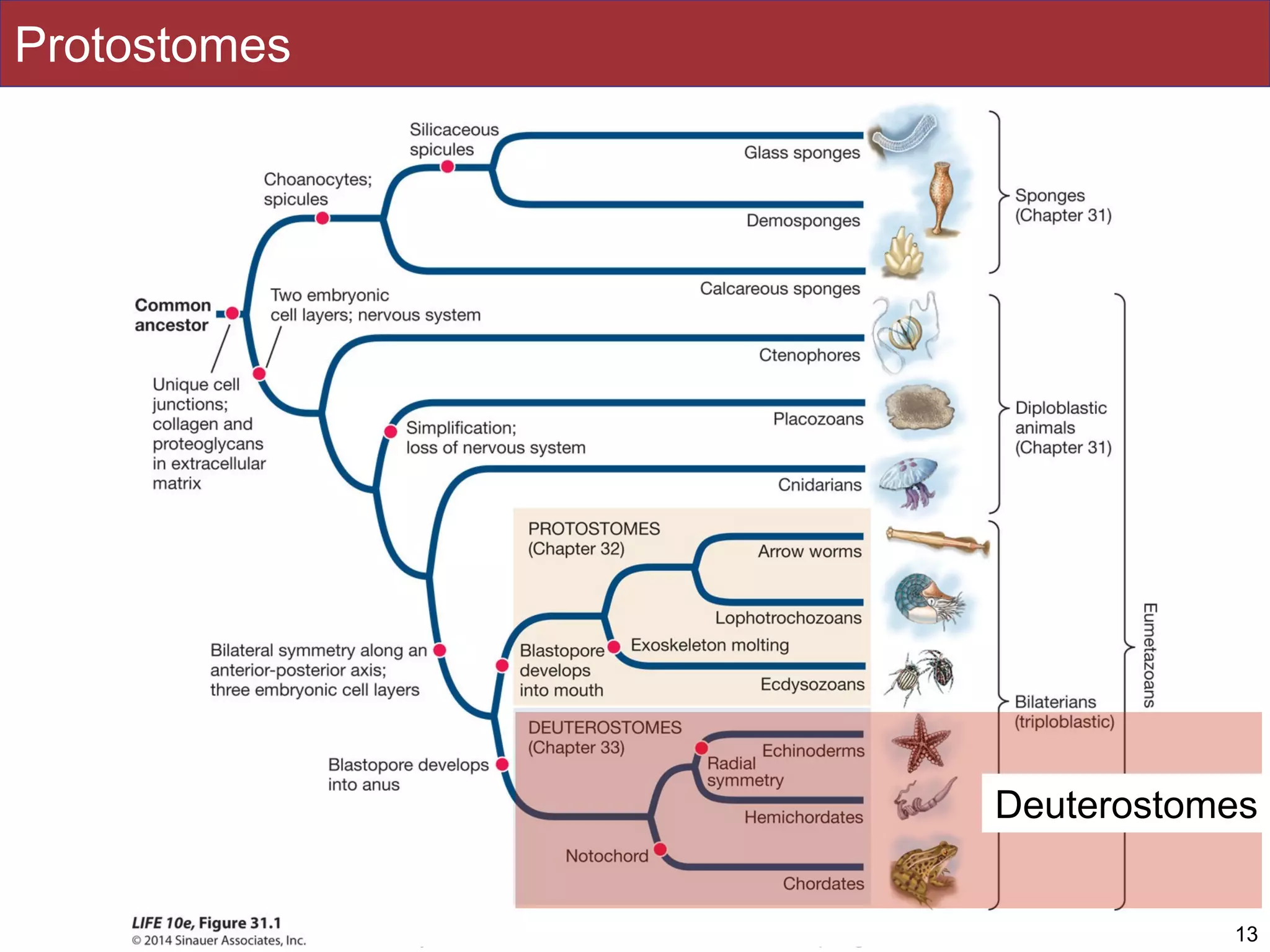 Slides by Jonathan Eisen for BIS2C at UC Davis Spring 2016
Protostomes
13
Deuterostomes
 