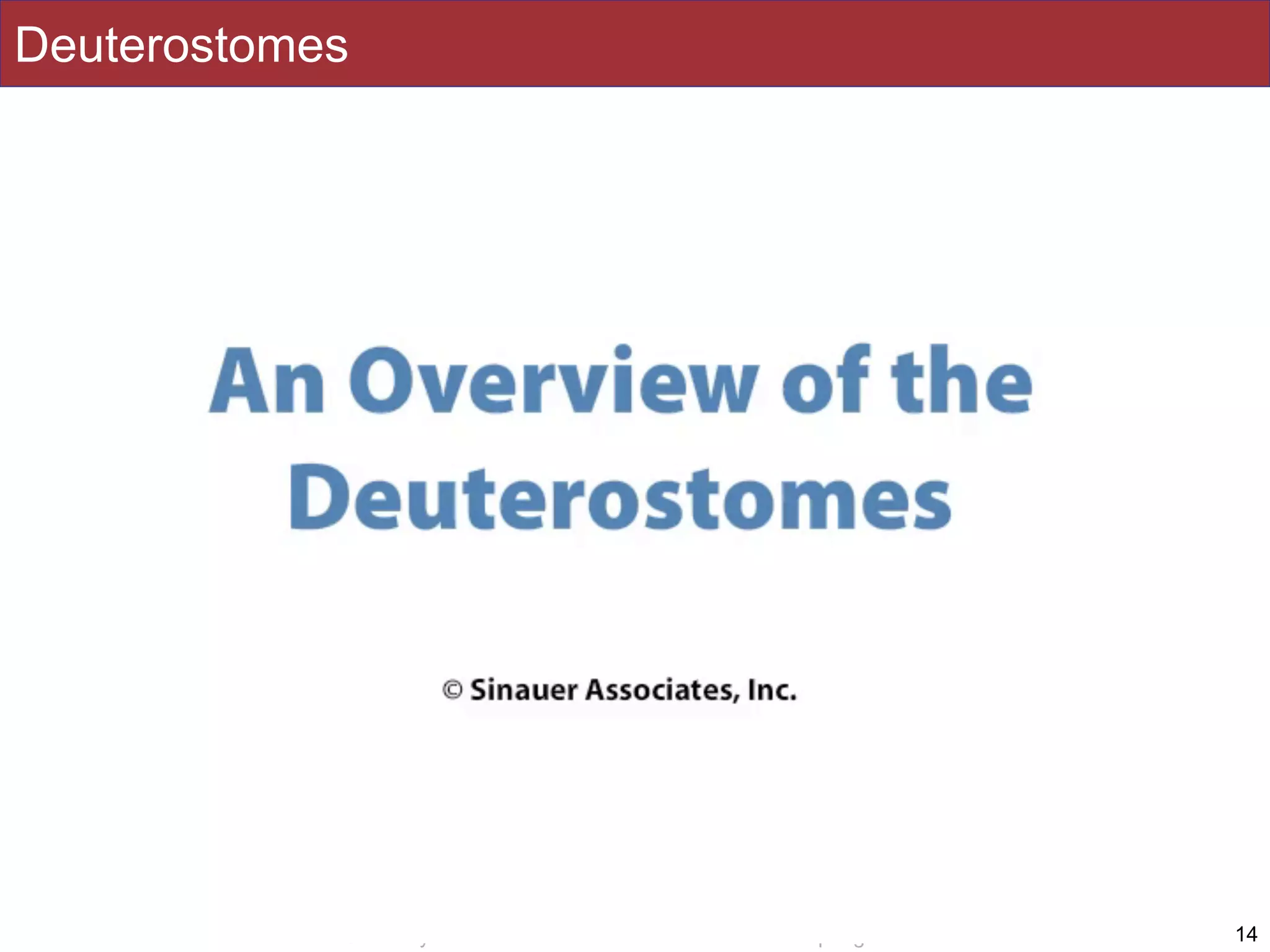 Slides by Jonathan Eisen for BIS2C at UC Davis Spring 2016
Deuterostomes
14
 