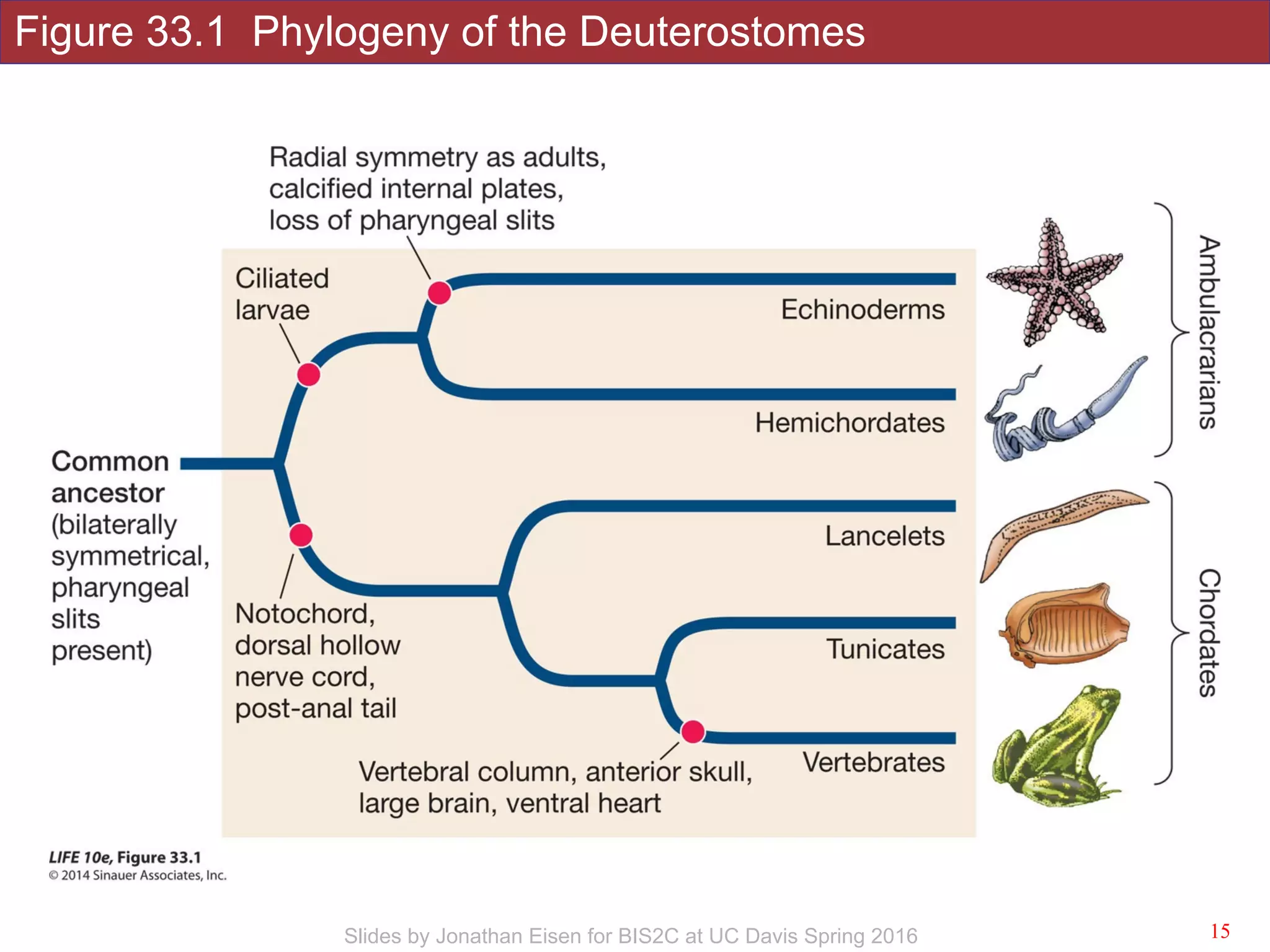 Figure 33.1 Phylogeny of the Deuterostomes
!15Slides by Jonathan Eisen for BIS2C at UC Davis Spring 2016
 
