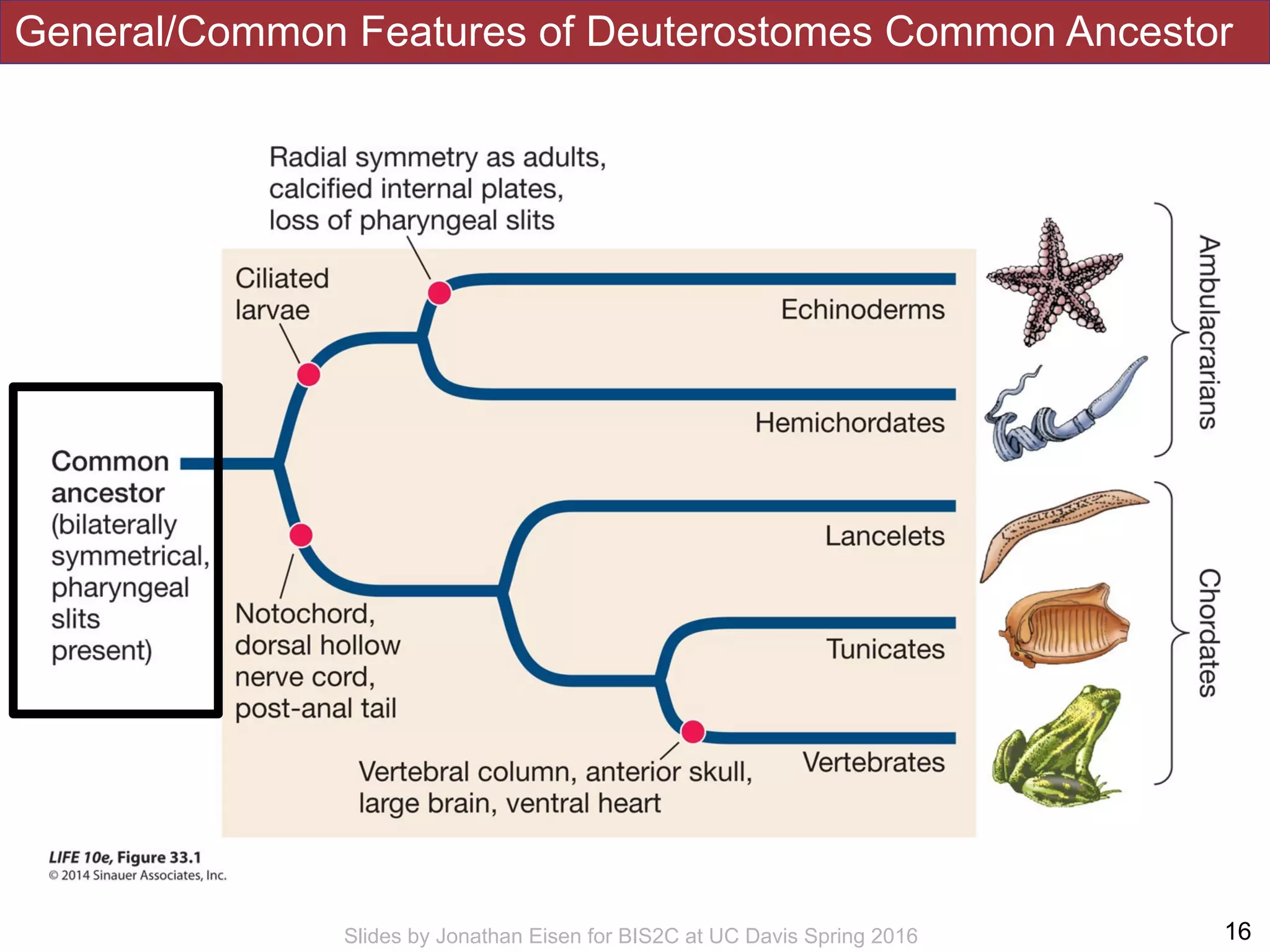 General/Common Features of Deuterostomes Common Ancestor
!16Slides by Jonathan Eisen for BIS2C at UC Davis Spring 2016
 