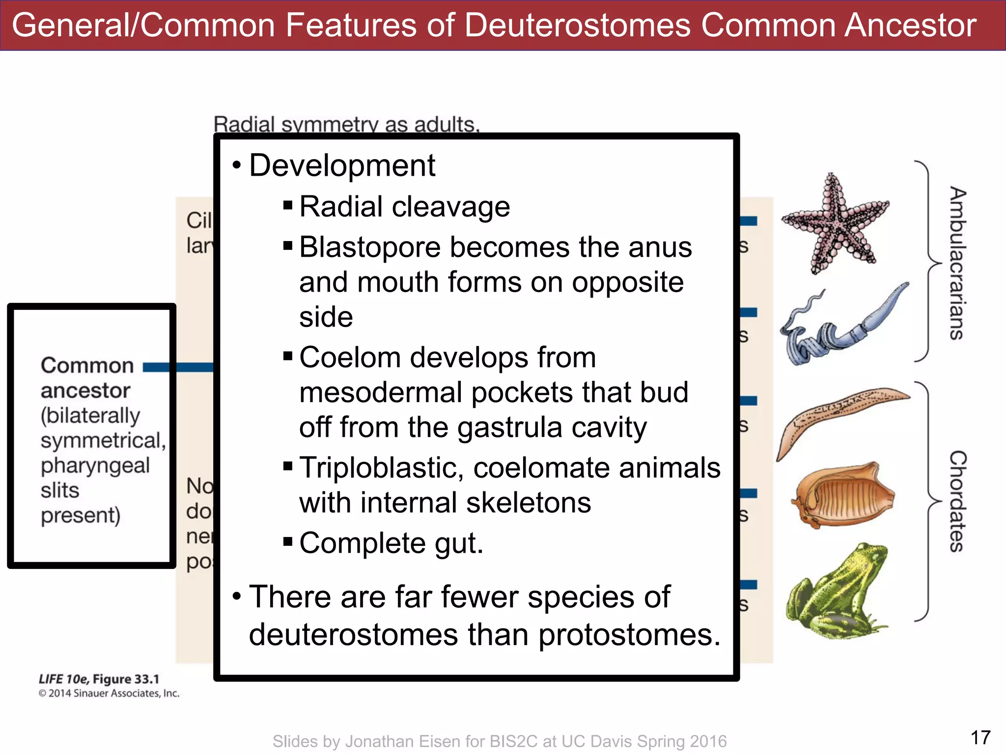General/Common Features of Deuterostomes Common Ancestor
!17Slides by Jonathan Eisen for BIS2C at UC Davis Spring 2016
• Development
!Radial cleavage
!Blastopore becomes the anus
and mouth forms on opposite
side
!Coelom develops from
mesodermal pockets that bud
off from the gastrula cavity
!Triploblastic, coelomate animals
with internal skeletons
!Complete gut.
• There are far fewer species of
deuterostomes than protostomes.
 
