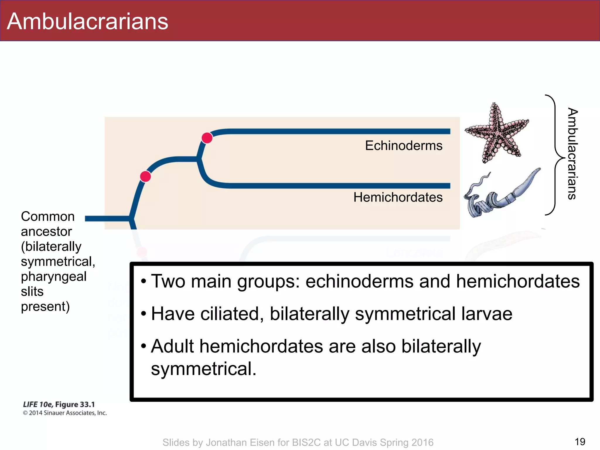 Slides by Jonathan Eisen for BIS2C at UC Davis Spring 2016
Ambulacrarians
19
Chordates
Common
ancestor
(bilaterally
symmetrical,
pharyngeal
slits
present)
Echinoderms
Hemichordates
Lancelets
Tunicates
VertebratesVertebral column, anterior skull,
large brain, ventral heart
Notochord,
dorsal hollow
nerve cord,
post-anal tail
Ambulacrarians
• Two main groups: echinoderms and hemichordates
• Have ciliated, bilaterally symmetrical larvae
• Adult hemichordates are also bilaterally
symmetrical.
 
