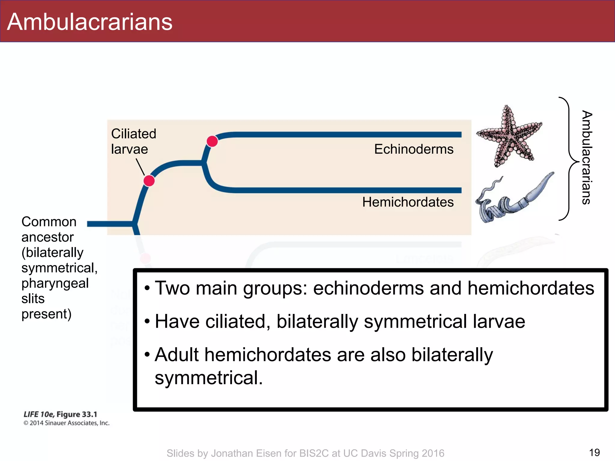 Slides by Jonathan Eisen for BIS2C at UC Davis Spring 2016
Ambulacrarians
19
Chordates
Common
ancestor
(bilaterally
symmetrical,
pharyngeal
slits
present)
Echinoderms
Hemichordates
Lancelets
Tunicates
VertebratesVertebral column, anterior skull,
large brain, ventral heart
Notochord,
dorsal hollow
nerve cord,
post-anal tail
Ciliated
larvae
Ambulacrarians
• Two main groups: echinoderms and hemichordates
• Have ciliated, bilaterally symmetrical larvae
• Adult hemichordates are also bilaterally
symmetrical.
 