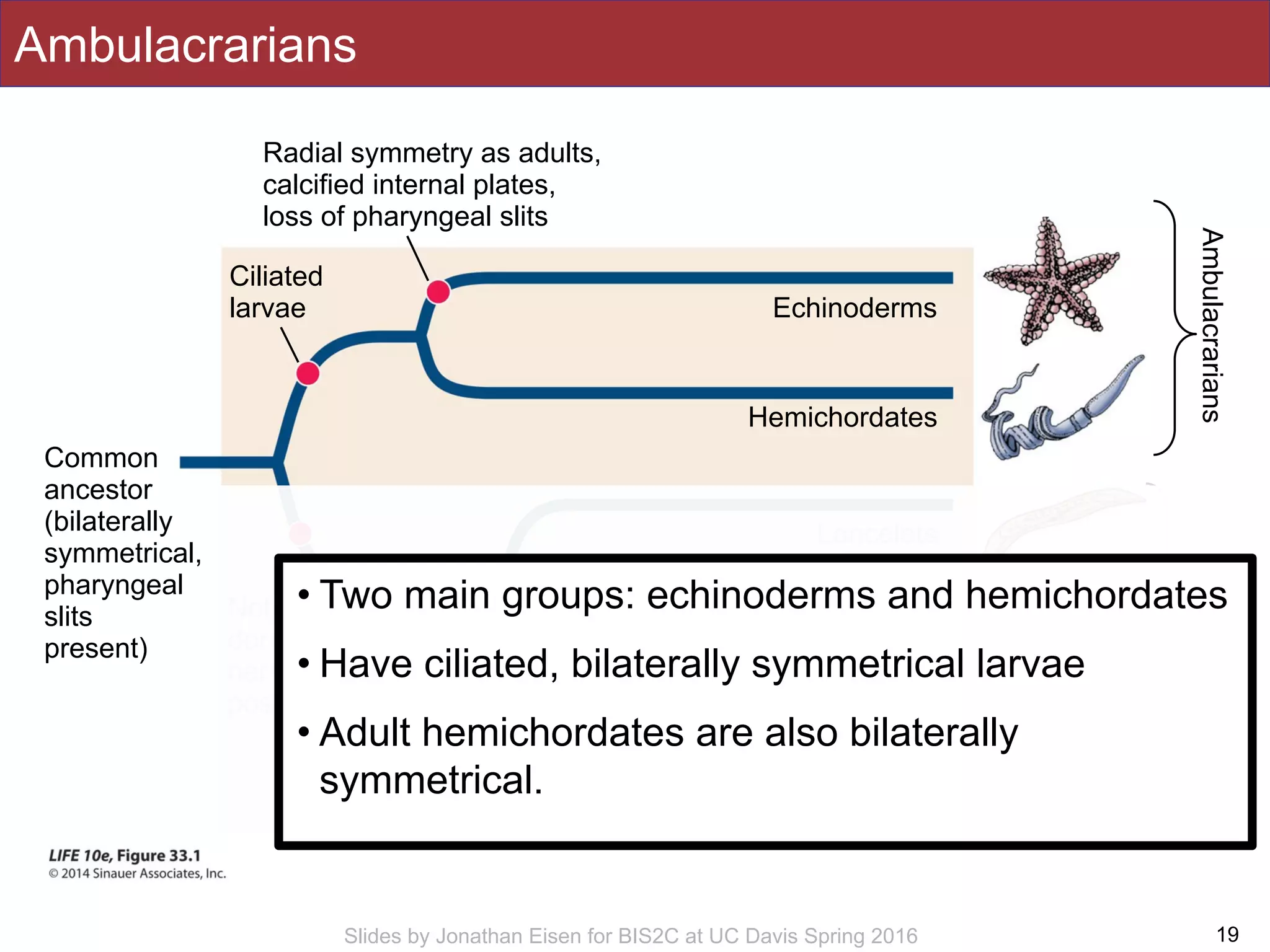 Slides by Jonathan Eisen for BIS2C at UC Davis Spring 2016
Ambulacrarians
19
Chordates
Common
ancestor
(bilaterally
symmetrical,
pharyngeal
slits
present)
Echinoderms
Hemichordates
Lancelets
Tunicates
VertebratesVertebral column, anterior skull,
large brain, ventral heart
Notochord,
dorsal hollow
nerve cord,
post-anal tail
Radial symmetry as adults,
calcified internal plates,
loss of pharyngeal slits
Ciliated
larvae
Ambulacrarians
• Two main groups: echinoderms and hemichordates
• Have ciliated, bilaterally symmetrical larvae
• Adult hemichordates are also bilaterally
symmetrical.
 