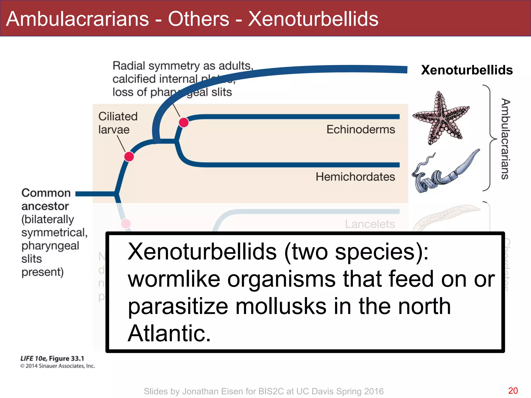 Slides by Jonathan Eisen for BIS2C at UC Davis Spring 2016
Ambulacrarians - Others - Xenoturbellids
20
Xenoturbellids
Xenoturbellids (two species):
wormlike organisms that feed on or
parasitize mollusks in the north
Atlantic.
 
