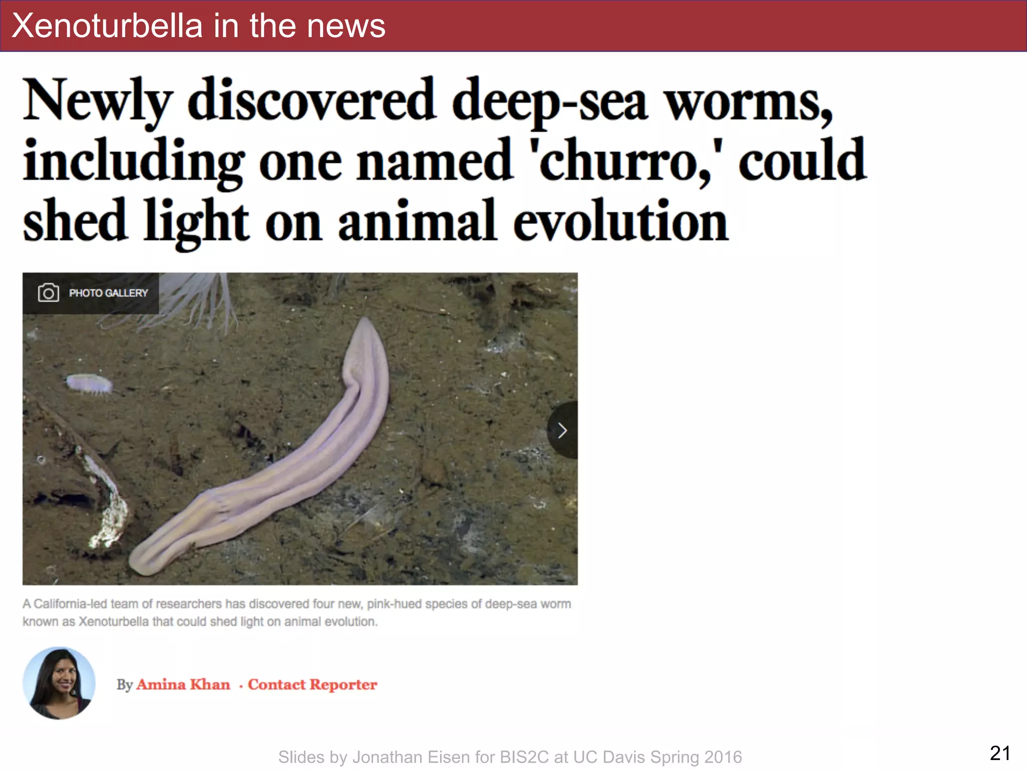 Xenoturbella in the news
!21Slides by Jonathan Eisen for BIS2C at UC Davis Spring 2016
 