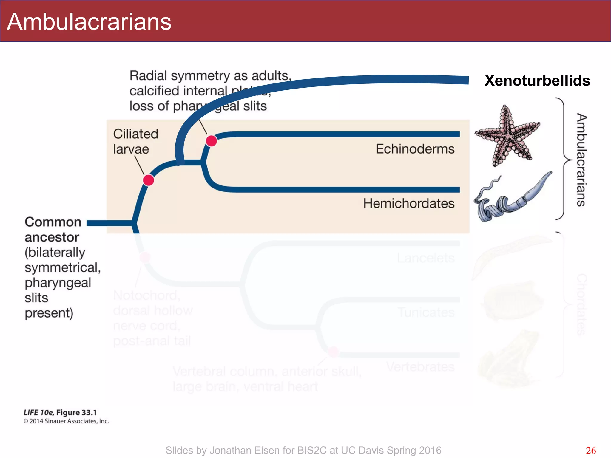 Slides by Jonathan Eisen for BIS2C at UC Davis Spring 2016
Ambulacrarians
26
Xenoturbellids
 
