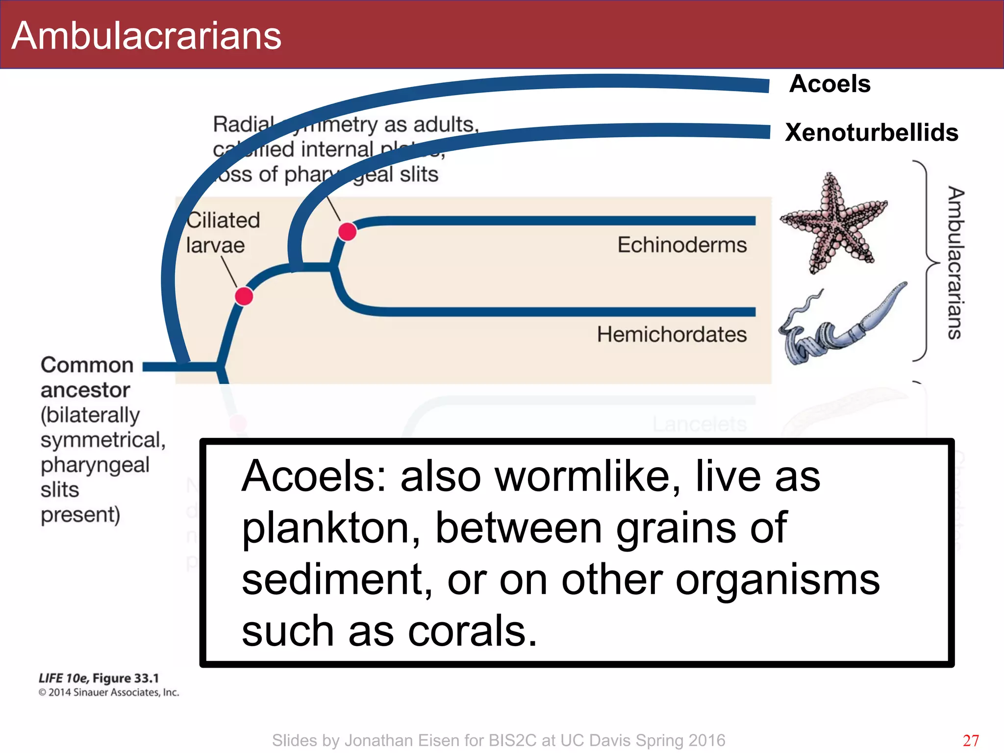 Slides by Jonathan Eisen for BIS2C at UC Davis Spring 2016
Ambulacrarians
27
Xenoturbellids
Acoels
Acoels: also wormlike, live as
plankton, between grains of
sediment, or on other organisms
such as corals.
 