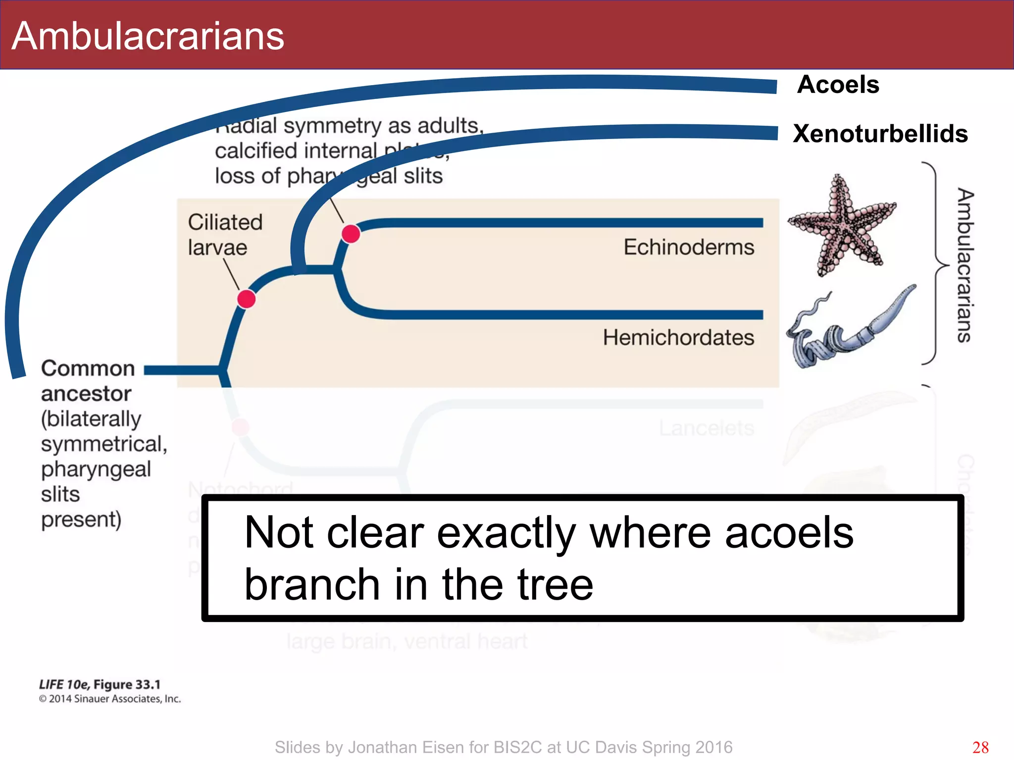 Slides by Jonathan Eisen for BIS2C at UC Davis Spring 2016
Ambulacrarians
28
Xenoturbellids
Acoels
s Not clear exactly where acoels
branch in the tree
 
