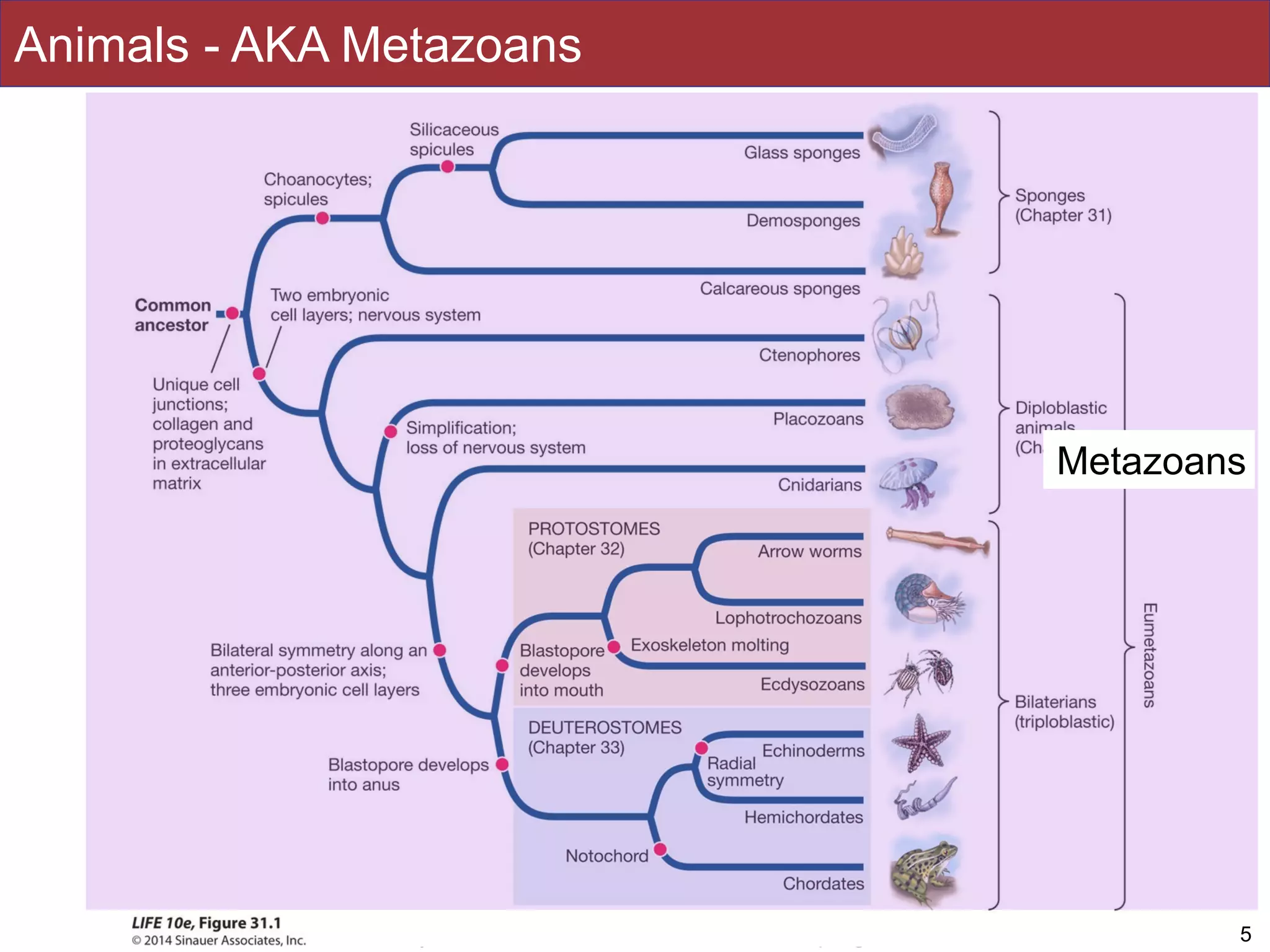 Slides by Jonathan Eisen for BIS2C at UC Davis Spring 2016
Animals - AKA Metazoans
5
Metazoans
 