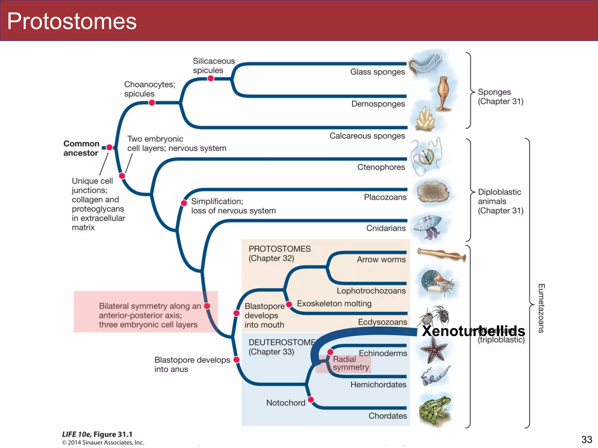 Slides by Jonathan Eisen for BIS2C at UC Davis Spring 2016
Protostomes
33
Xenoturbellids
 
