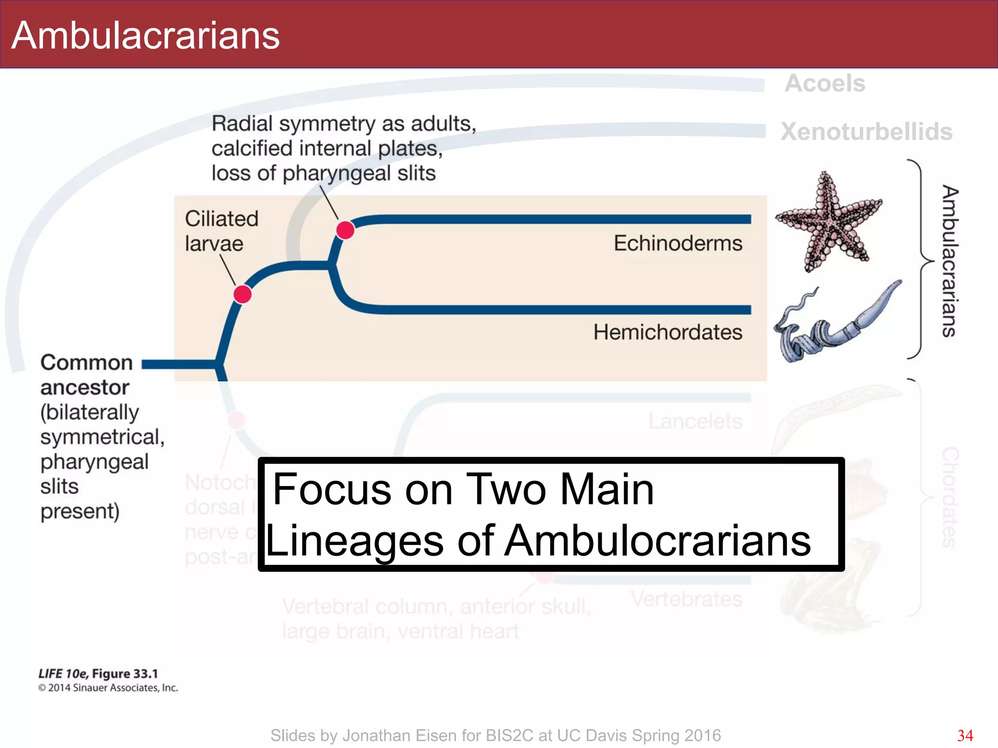 Slides by Jonathan Eisen for BIS2C at UC Davis Spring 2016
Ambulacrarians
34
Xenoturbellids
Acoels
s
Focus on Two Main
Lineages of Ambulocrarians
 