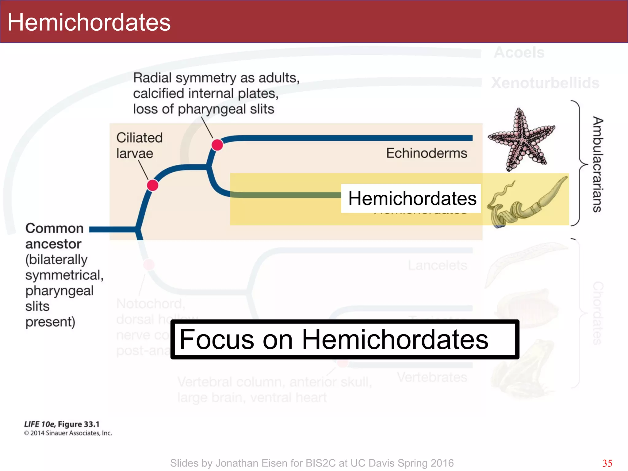 Slides by Jonathan Eisen for BIS2C at UC Davis Spring 2016
Hemichordates
35
Xenoturbellids
Acoels
s
Focus on Hemichordates
Hemichordates
 