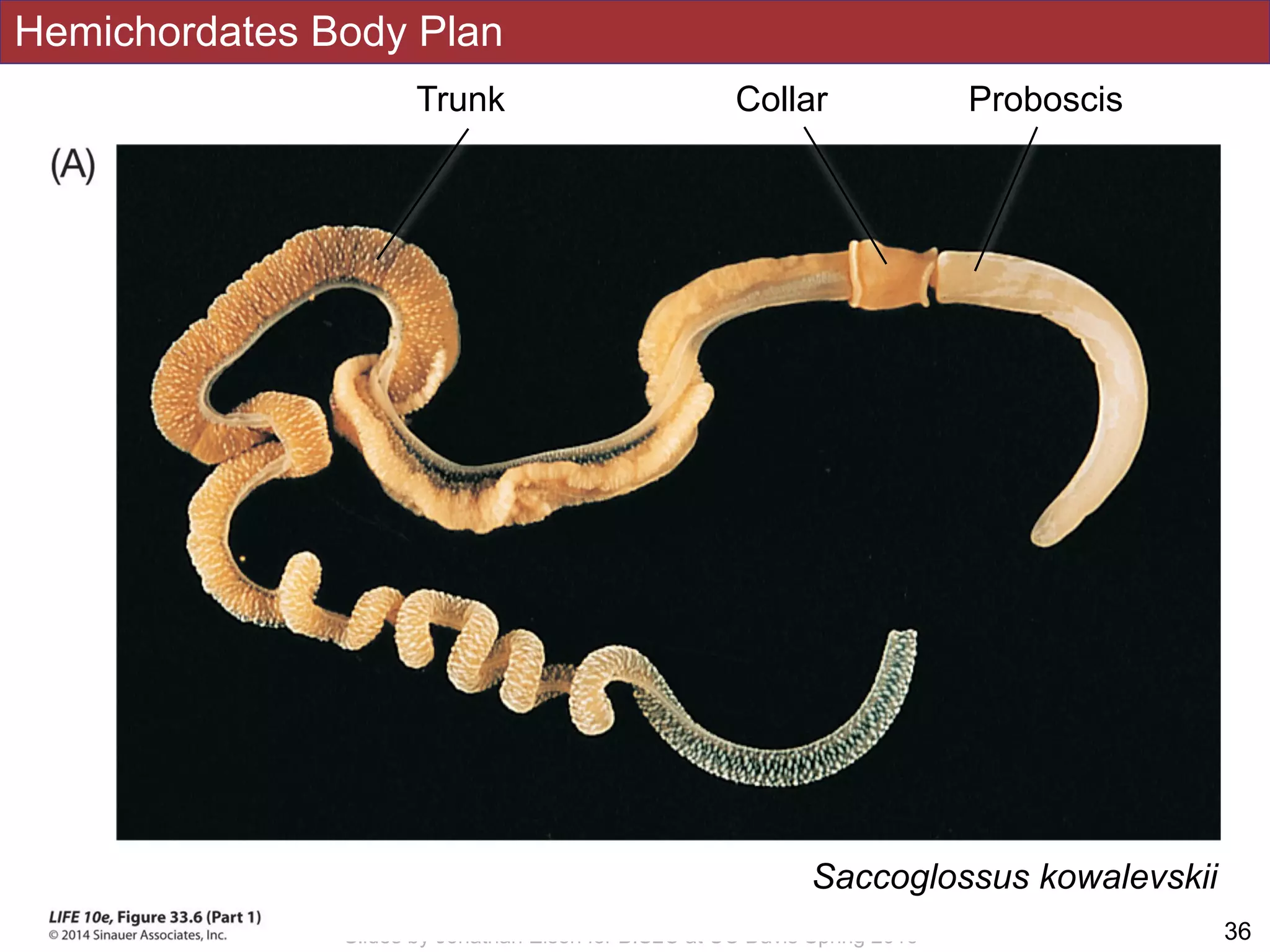 Hemichordates Body Plan
!36Slides by Jonathan Eisen for BIS2C at UC Davis Spring 2016
Saccoglossus kowalevskii
ProboscisCollarTrunk
 
