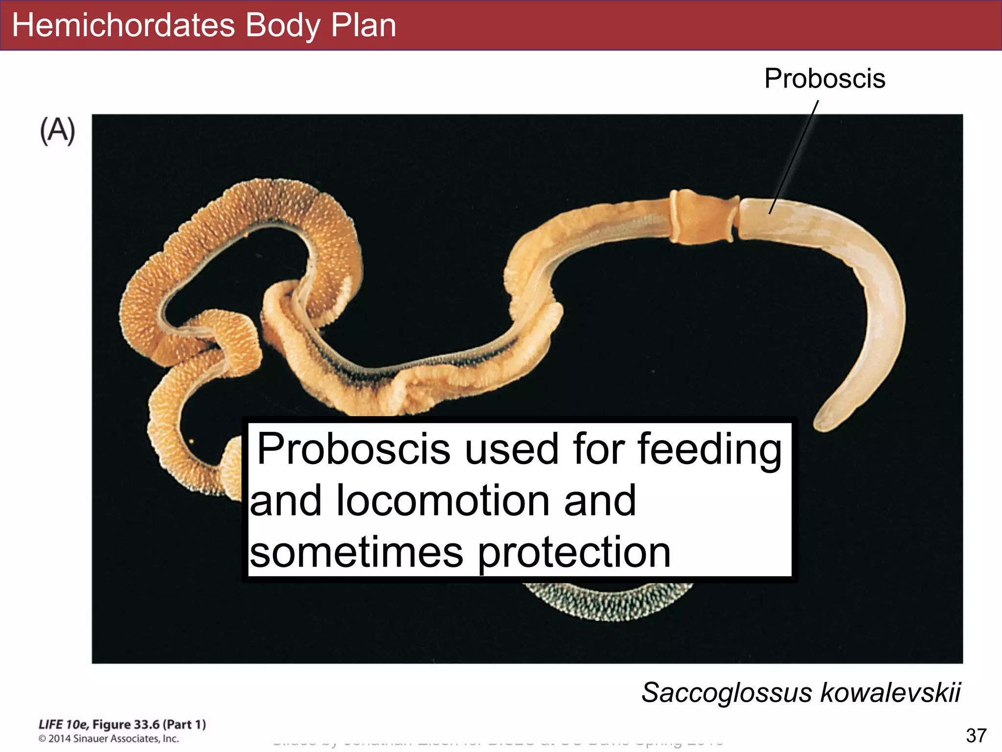 Hemichordates Body Plan
!37Slides by Jonathan Eisen for BIS2C at UC Davis Spring 2016
Saccoglossus kowalevskii
Proboscis
Proboscis used for feeding
and locomotion and
sometimes protection
 