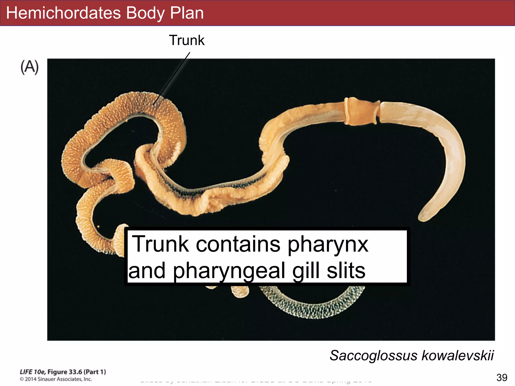 !39Slides by Jonathan Eisen for BIS2C at UC Davis Spring 2016
Saccoglossus kowalevskii
Trunk
Trunk contains pharynx
and pharyngeal gill slits
Hemichordates Body Plan
 