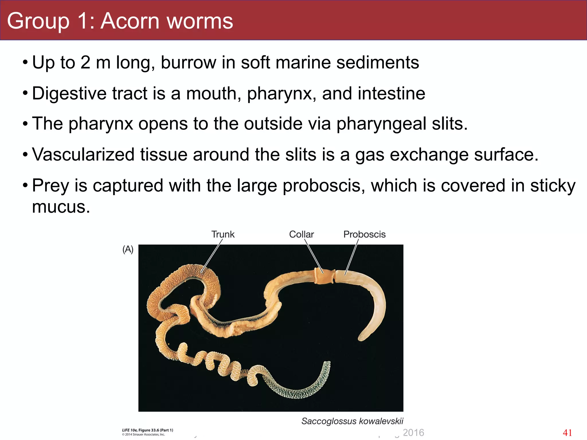 Slides by Jonathan Eisen for BIS2C at UC Davis Spring 2016
Group 1: Acorn worms
• Up to 2 m long, burrow in soft marine sediments
• Digestive tract is a mouth, pharynx, and intestine
• The pharynx opens to the outside via pharyngeal slits.
• Vascularized tissue around the slits is a gas exchange surface.
• Prey is captured with the large proboscis, which is covered in sticky
mucus.
41
 