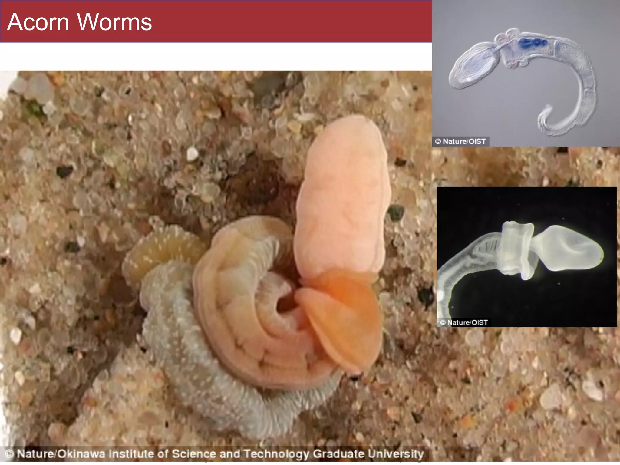 Slides by Jonathan Eisen for BIS2C at UC Davis Spring 2016
Acorn Worms
42
 