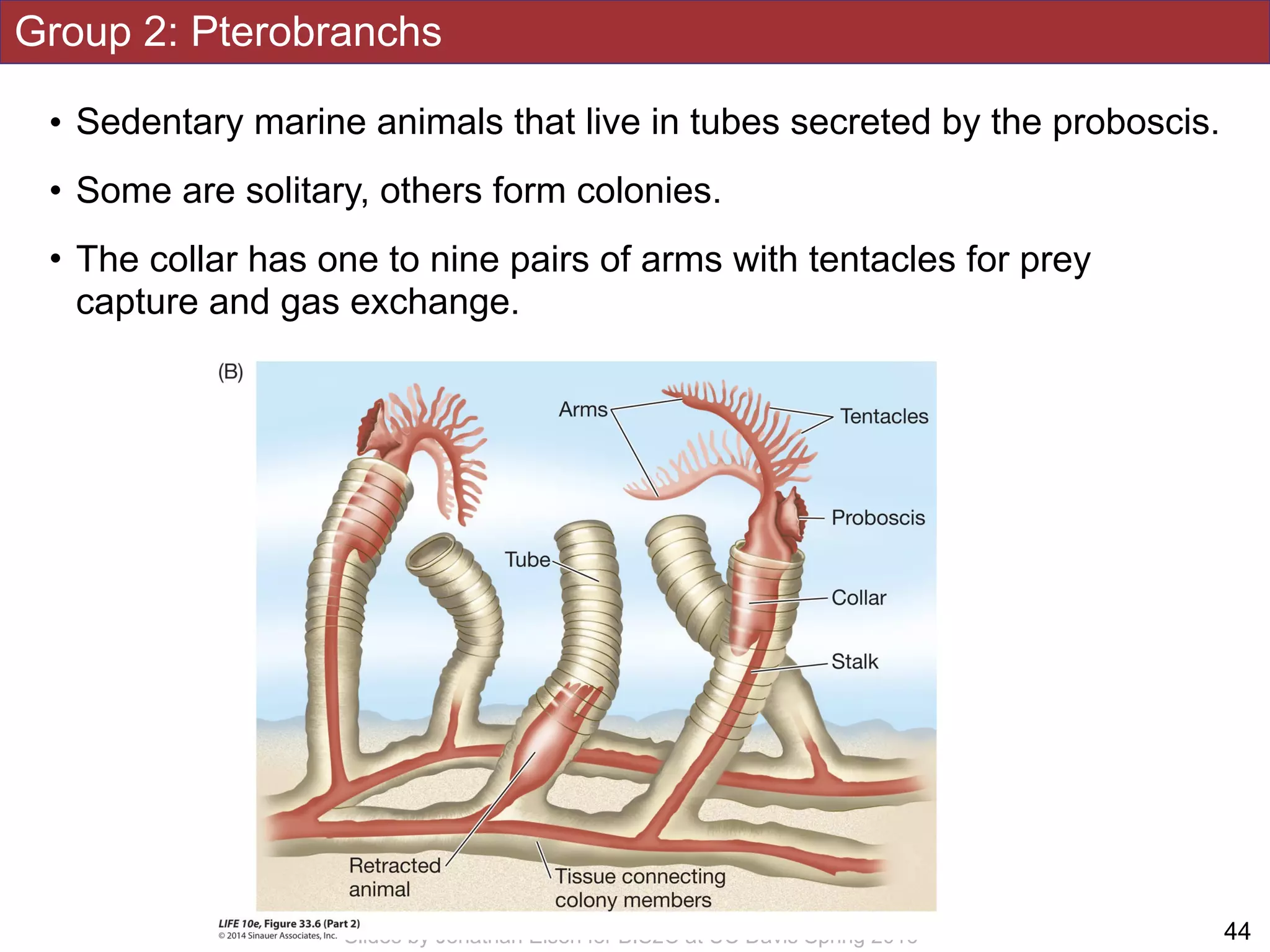 Group 2: Pterobranchs
• Sedentary marine animals that live in tubes secreted by the proboscis.
• Some are solitary, others form colonies.
• The collar has one to nine pairs of arms with tentacles for prey
capture and gas exchange.
!44Slides by Jonathan Eisen for BIS2C at UC Davis Spring 2016
 