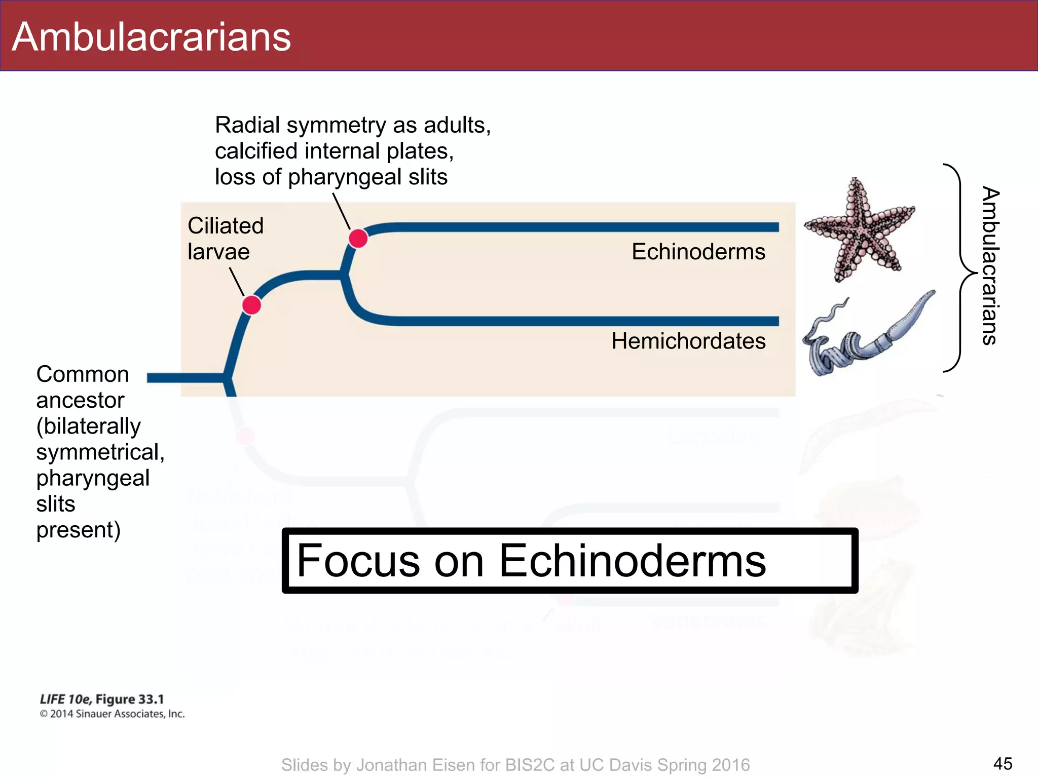 Slides by Jonathan Eisen for BIS2C at UC Davis Spring 2016
Ambulacrarians
45
Chordates
Common
ancestor
(bilaterally
symmetrical,
pharyngeal
slits
present)
Echinoderms
Hemichordates
Lancelets
Tunicates
VertebratesVertebral column, anterior skull,
large brain, ventral heart
Notochord,
dorsal hollow
nerve cord,
post-anal tail
Radial symmetry as adults,
calcified internal plates,
loss of pharyngeal slits
Ciliated
larvae
Ambulacrarians
Focus on Echinoderms
 