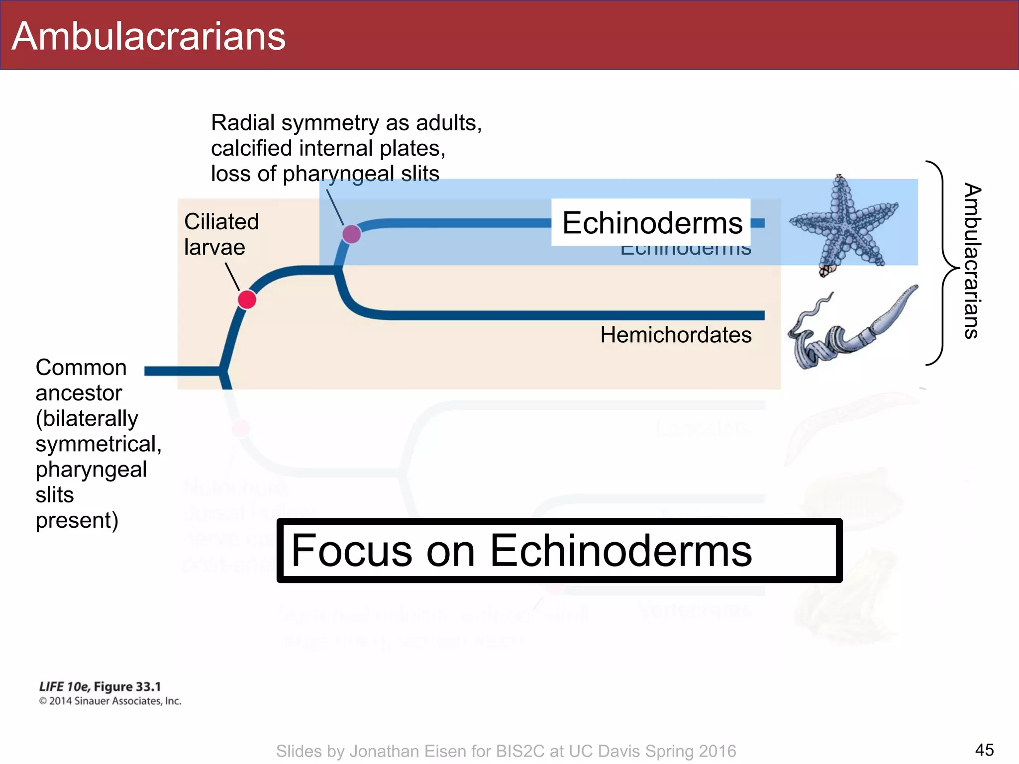 Slides by Jonathan Eisen for BIS2C at UC Davis Spring 2016
Ambulacrarians
45
Chordates
Common
ancestor
(bilaterally
symmetrical,
pharyngeal
slits
present)
Echinoderms
Hemichordates
Lancelets
Tunicates
VertebratesVertebral column, anterior skull,
large brain, ventral heart
Notochord,
dorsal hollow
nerve cord,
post-anal tail
Radial symmetry as adults,
calcified internal plates,
loss of pharyngeal slits
Ciliated
larvae
Ambulacrarians
Focus on Echinoderms
Echinoderms
 