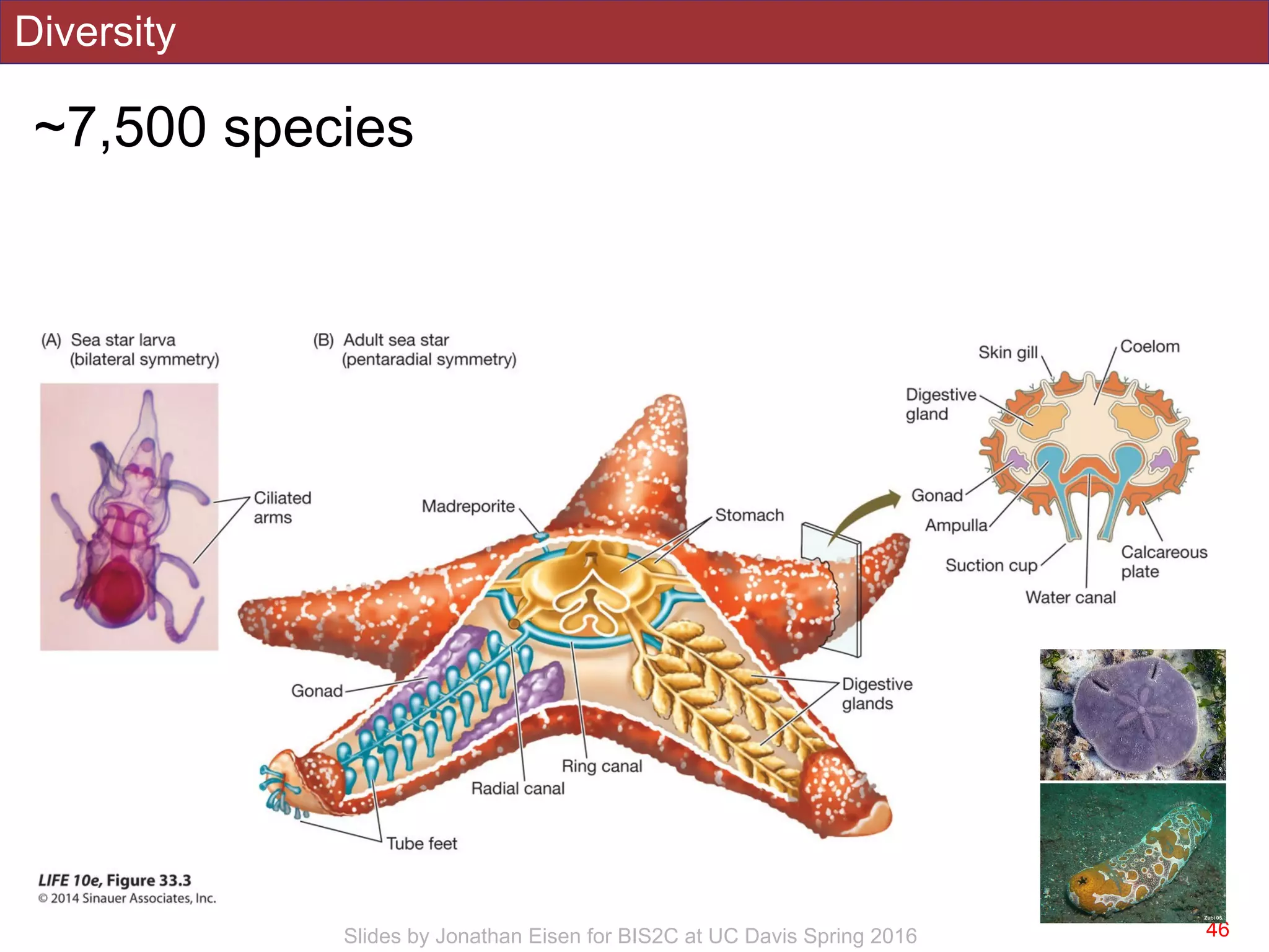 Diversity
!46Slides by Jonathan Eisen for BIS2C at UC Davis Spring 2016
~7,500 species
 