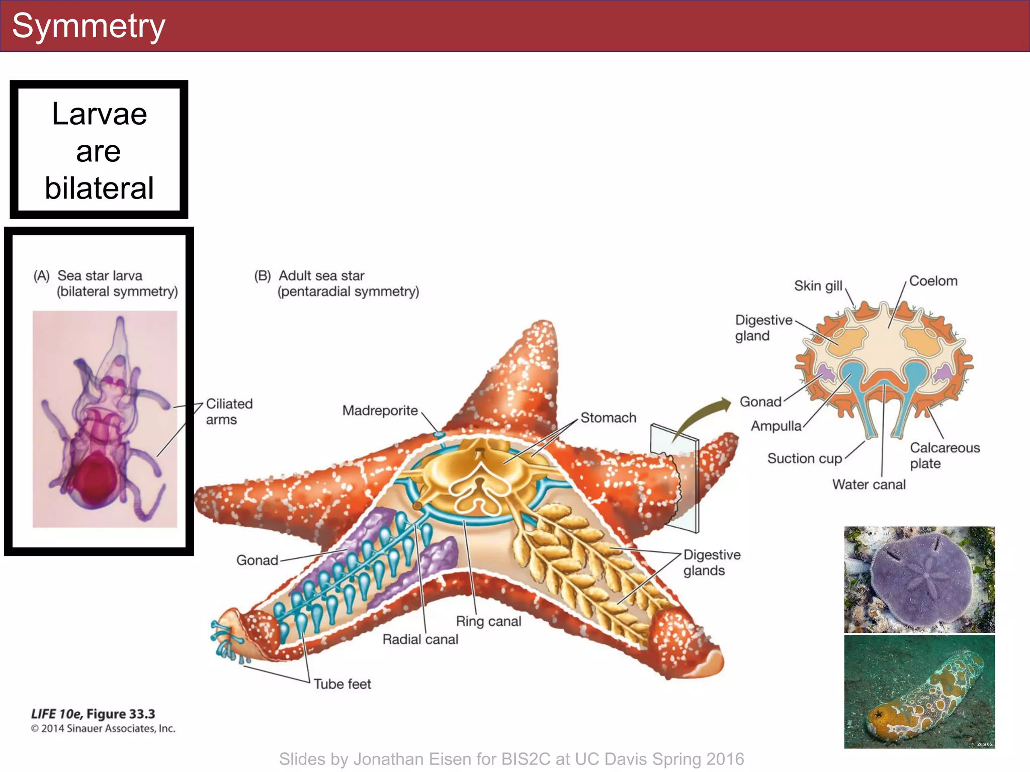 Symmetry
Slides by Jonathan Eisen for BIS2C at UC Davis Spring 2016
Larvae
are
bilateral
 