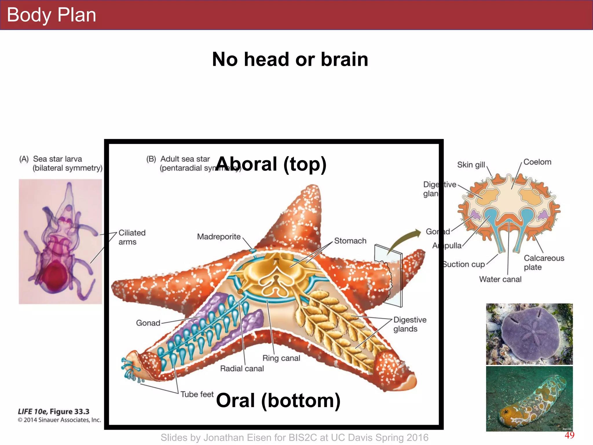 Body Plan
!49Slides by Jonathan Eisen for BIS2C at UC Davis Spring 2016
Aboral (top)
Oral (bottom)
No head or brain
 