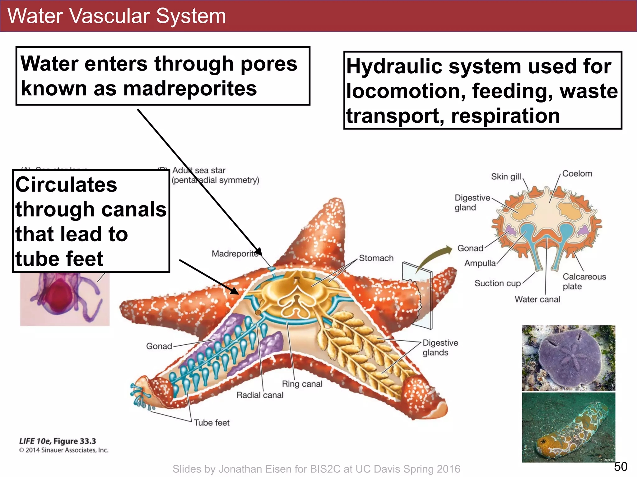 Water Vascular System
!50Slides by Jonathan Eisen for BIS2C at UC Davis Spring 2016
Water enters through pores
known as madreporites
Circulates
through canals
that lead to
tube feet
Hydraulic system used for
locomotion, feeding, waste
transport, respiration
 