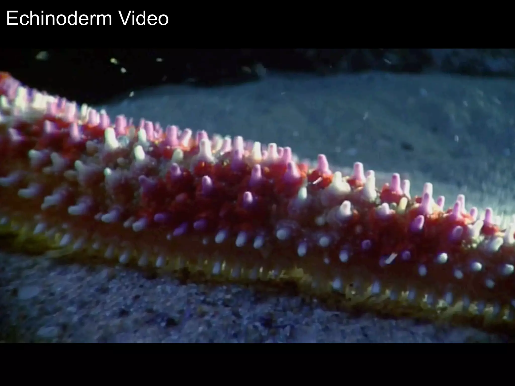 Slides by Jonathan Eisen for BIS2C at UC Davis Spring 2016
Echinoderm Video
51
 