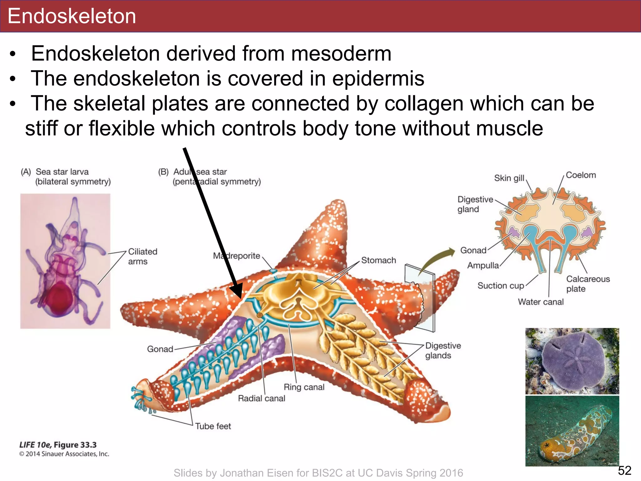 Endoskeleton
• Endoskeleton derived from mesoderm
• The endoskeleton is covered in epidermis
• The skeletal plates are connected by collagen which can be
stiff or flexible which controls body tone without muscle
!52Slides by Jonathan Eisen for BIS2C at UC Davis Spring 2016
 