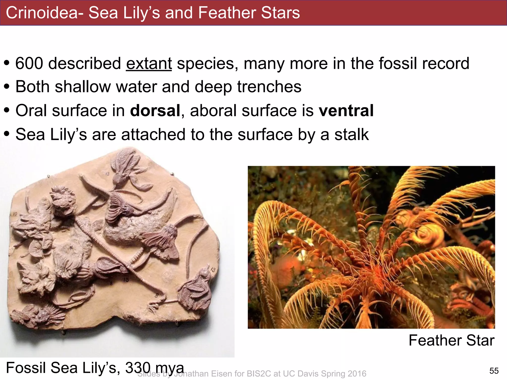 Crinoidea- Sea Lily’s and Feather Stars
!55Slides by Jonathan Eisen for BIS2C at UC Davis Spring 2016
• 600 described extant species, many more in the fossil record
• Both shallow water and deep trenches
• Oral surface in dorsal, aboral surface is ventral
• Sea Lily’s are attached to the surface by a stalk
Fossil Sea Lily’s, 330 mya
Feather Star
 