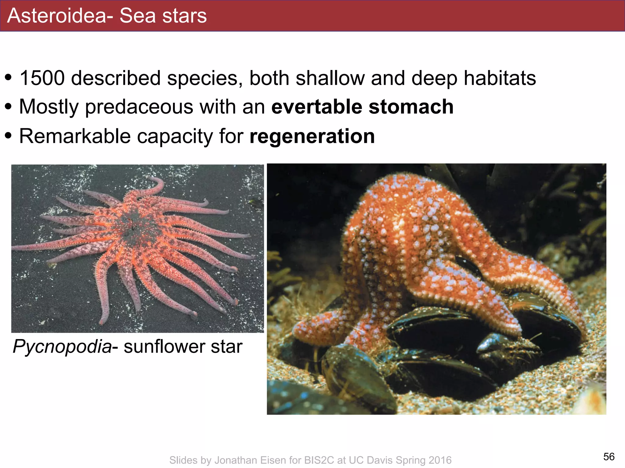 Asteroidea- Sea stars
!56Slides by Jonathan Eisen for BIS2C at UC Davis Spring 2016
• 1500 described species, both shallow and deep habitats
• Mostly predaceous with an evertable stomach
• Remarkable capacity for regeneration
Pycnopodia- sunflower star
 
