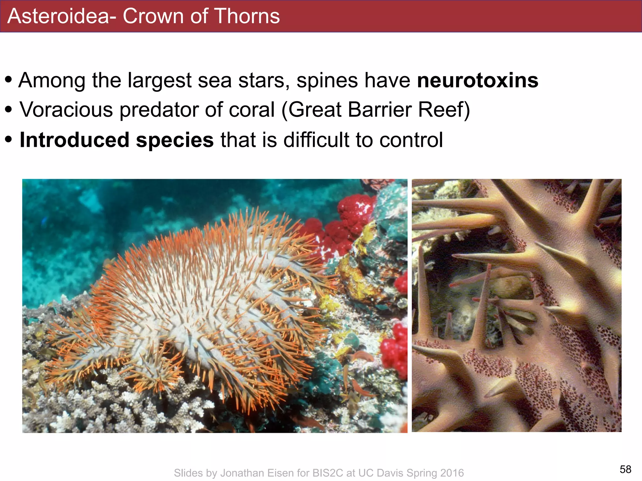 Asteroidea- Crown of Thorns
!58Slides by Jonathan Eisen for BIS2C at UC Davis Spring 2016
• Among the largest sea stars, spines have neurotoxins
• Voracious predator of coral (Great Barrier Reef)
• Introduced species that is difficult to control
 