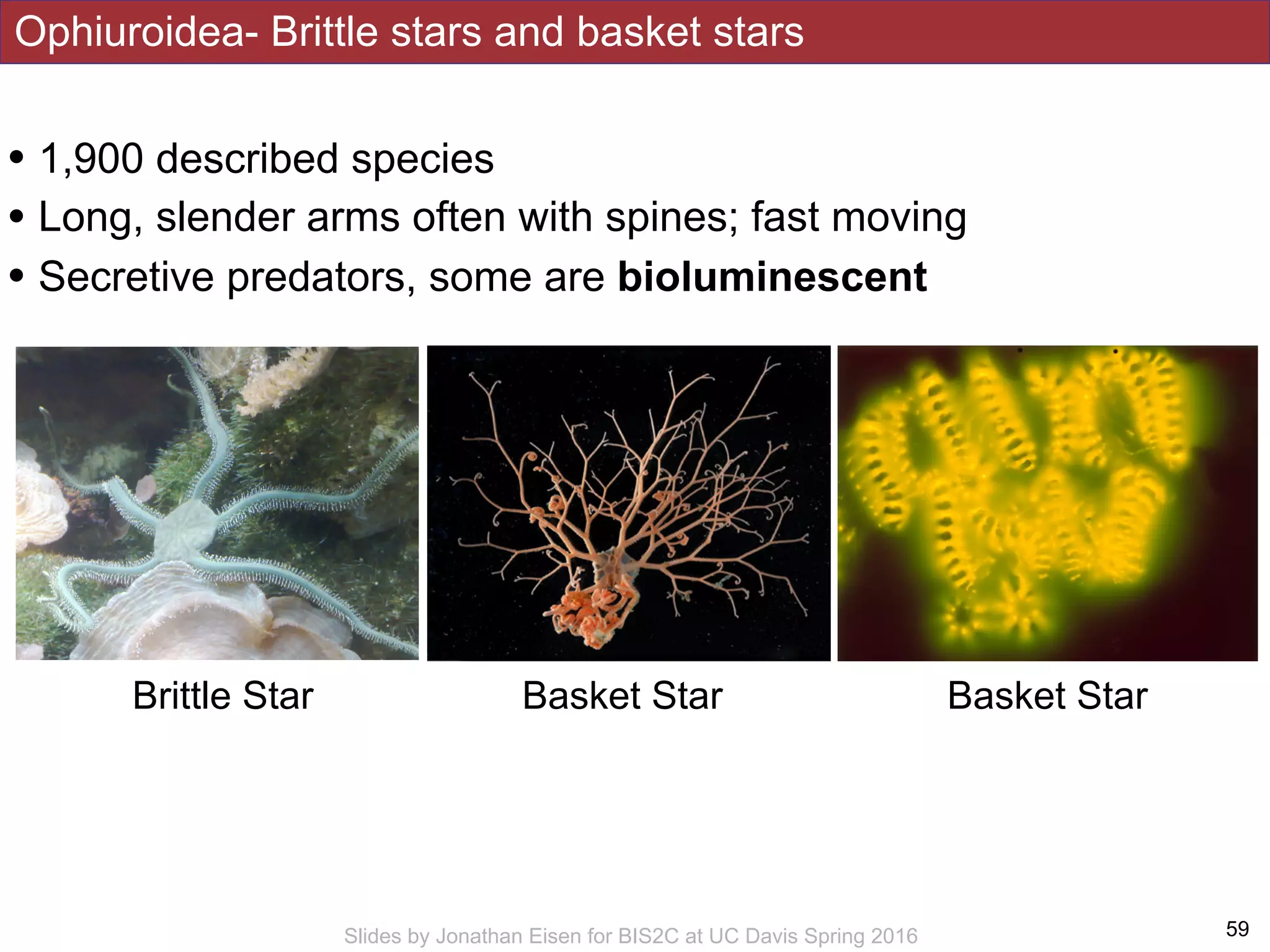 Ophiuroidea- Brittle stars and basket stars
!59Slides by Jonathan Eisen for BIS2C at UC Davis Spring 2016
• 1,900 described species
• Long, slender arms often with spines; fast moving
• Secretive predators, some are bioluminescent
Brittle Star Basket Star Basket Star
 