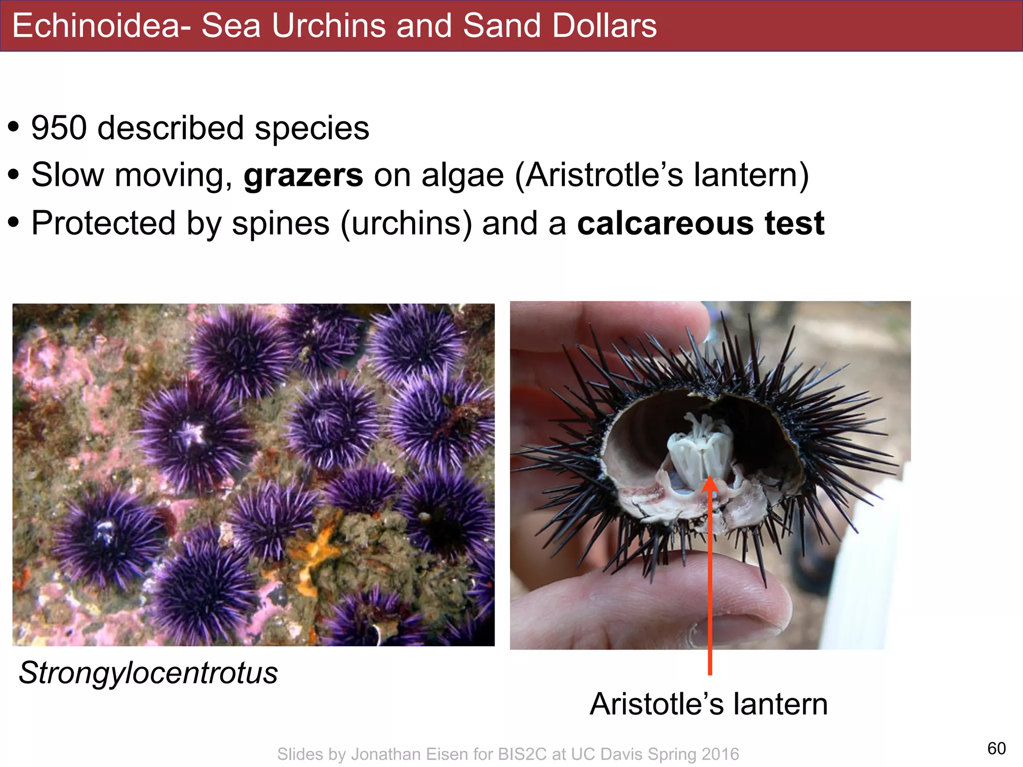 Echinoidea- Sea Urchins and Sand Dollars
!60Slides by Jonathan Eisen for BIS2C at UC Davis Spring 2016
• 950 described species
• Slow moving, grazers on algae (Aristrotle’s lantern)
• Protected by spines (urchins) and a calcareous test
Strongylocentrotus
Aristotle’s lantern
 