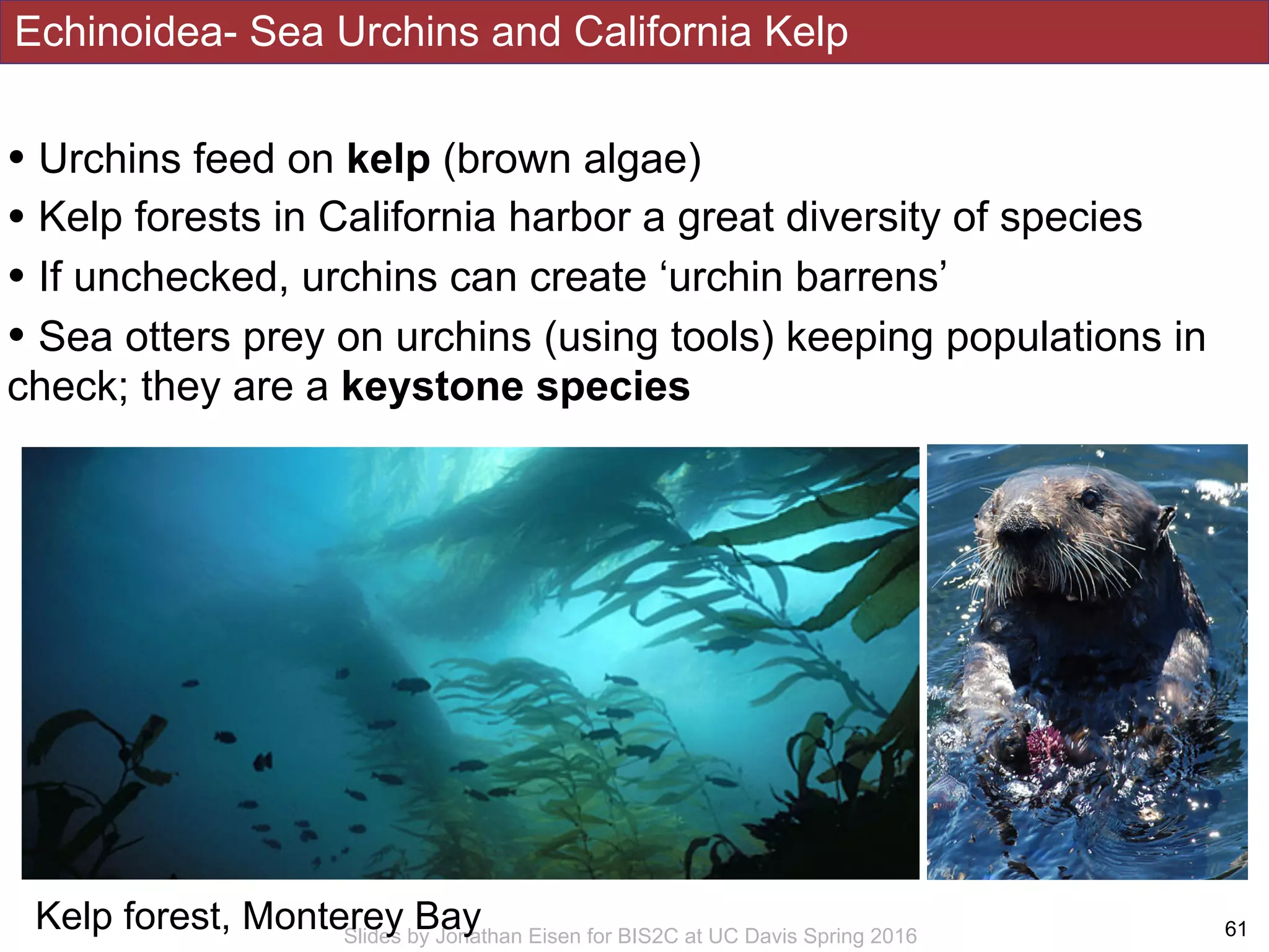 Echinoidea- Sea Urchins and California Kelp
!61Slides by Jonathan Eisen for BIS2C at UC Davis Spring 2016
• Urchins feed on kelp (brown algae)
• Kelp forests in California harbor a great diversity of species
• If unchecked, urchins can create ‘urchin barrens’
• Sea otters prey on urchins (using tools) keeping populations in
check; they are a keystone species
Kelp forest, Monterey Bay
 