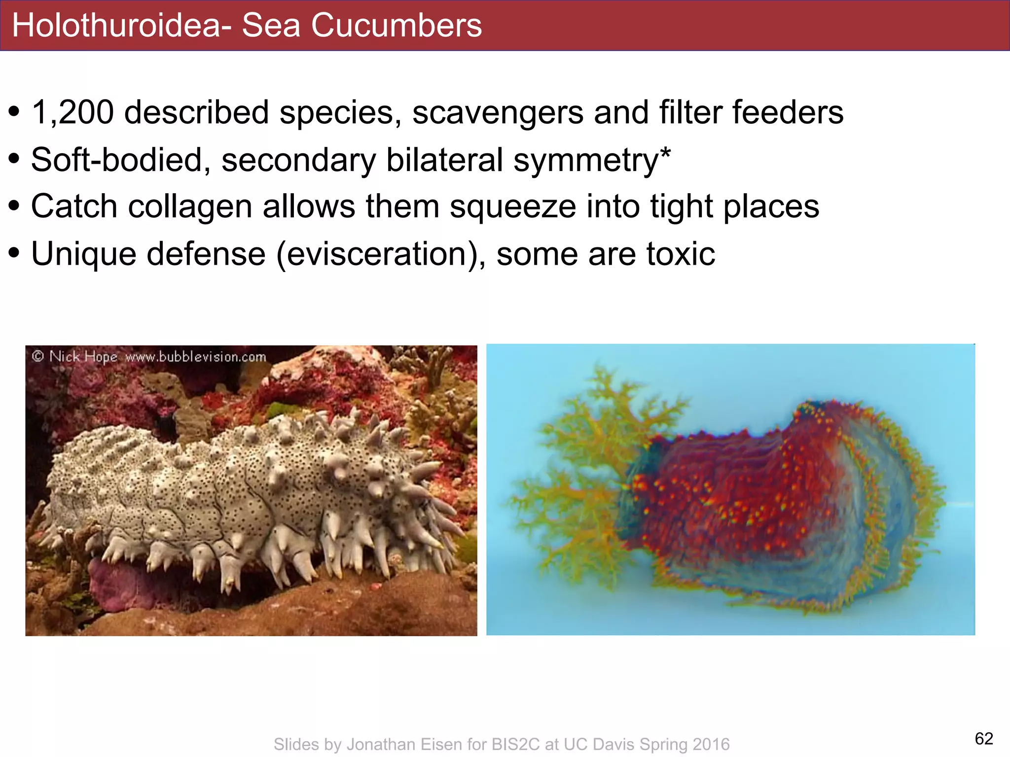 Holothuroidea- Sea Cucumbers
!62Slides by Jonathan Eisen for BIS2C at UC Davis Spring 2016
• 1,200 described species, scavengers and filter feeders
• Soft-bodied, secondary bilateral symmetry*
• Catch collagen allows them squeeze into tight places
• Unique defense (evisceration), some are toxic
 