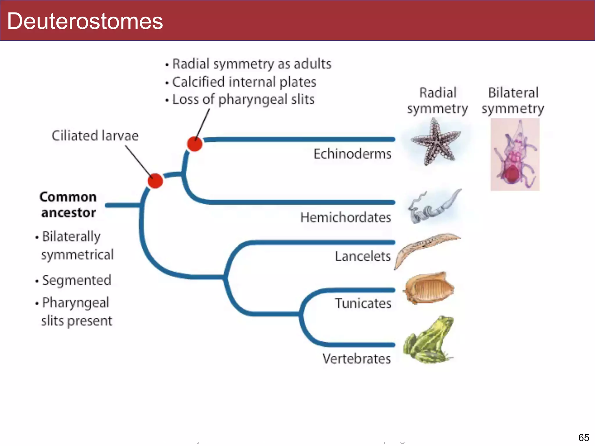 Slides by Jonathan Eisen for BIS2C at UC Davis Spring 2016
Deuterostomes
65
 