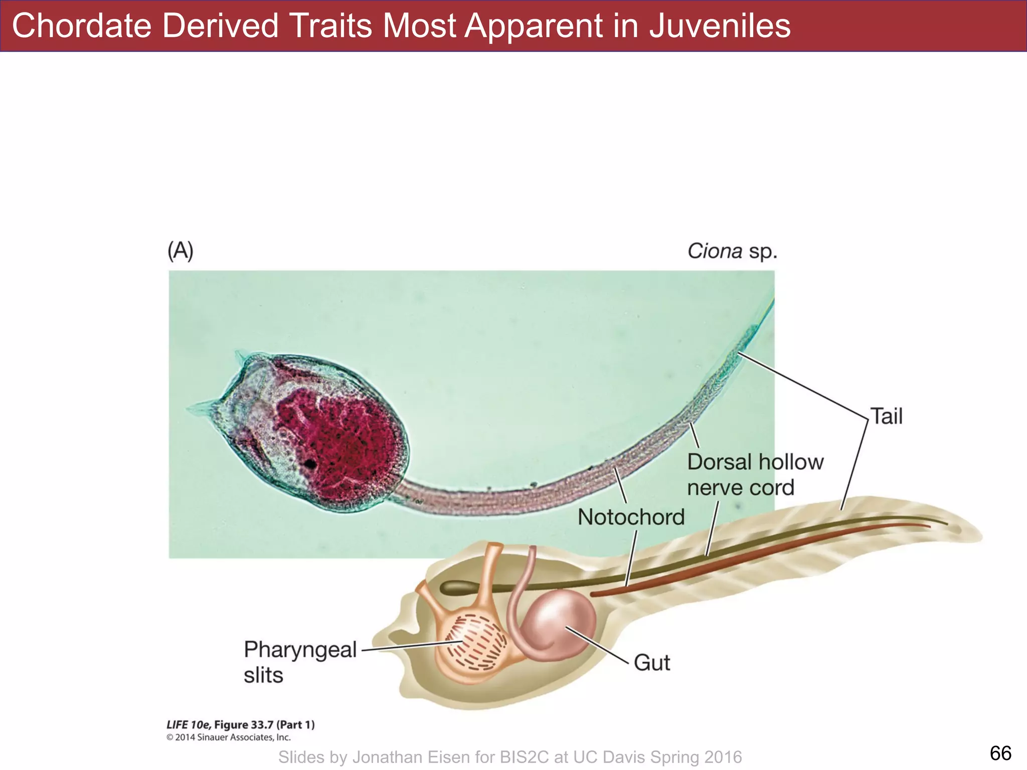 Chordate Derived Traits Most Apparent in Juveniles
!66Slides by Jonathan Eisen for BIS2C at UC Davis Spring 2016
 