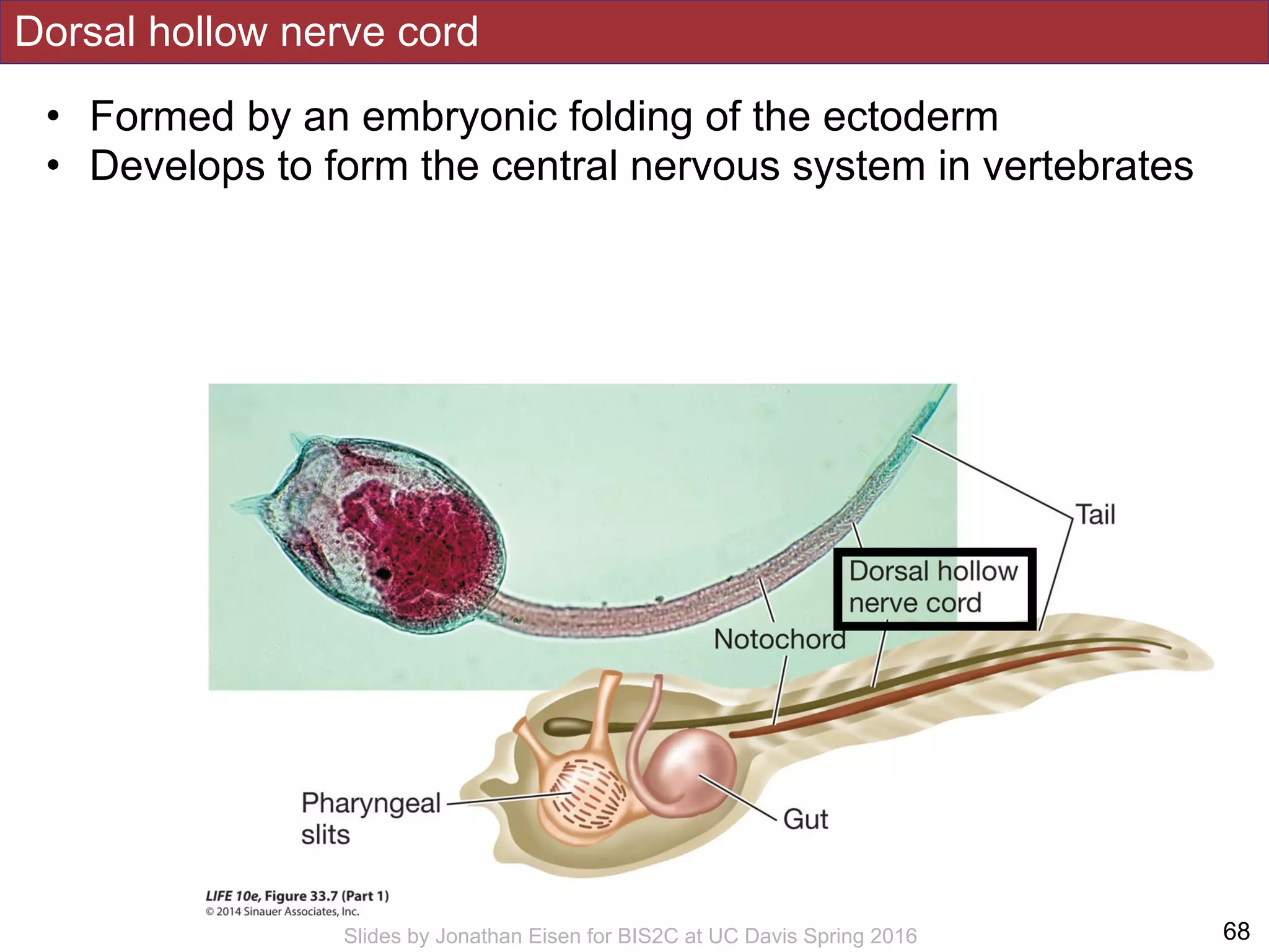 Dorsal hollow nerve cord
!68Slides by Jonathan Eisen for BIS2C at UC Davis Spring 2016
• Formed by an embryonic folding of the ectoderm
• Develops to form the central nervous system in vertebrates
 