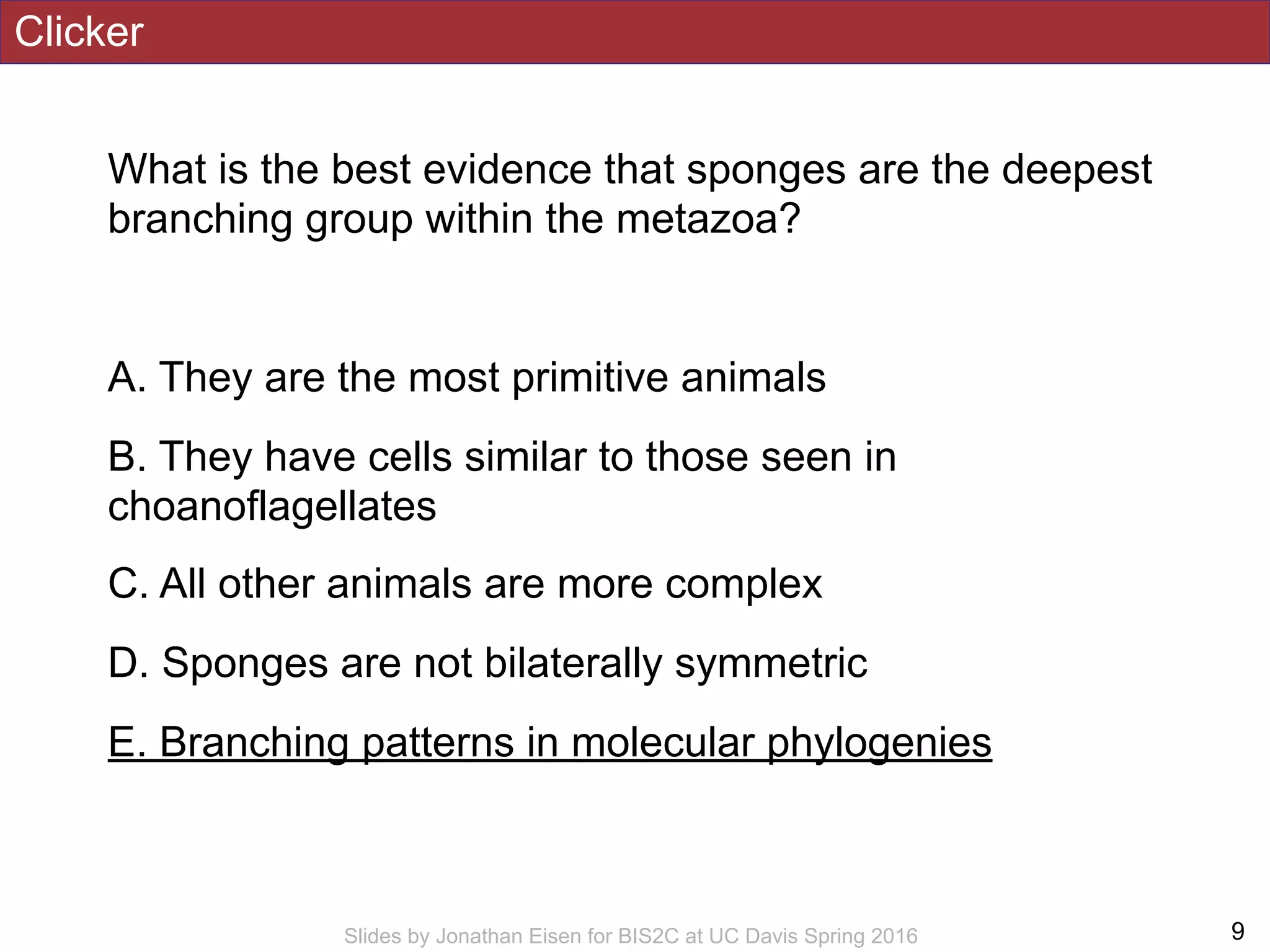 Clicker
What is the best evidence that sponges are the deepest
branching group within the metazoa?
A. They are the most primitive animals
B. They have cells similar to those seen in
choanoflagellates
C. All other animals are more complex
D. Sponges are not bilaterally symmetric
E. Branching patterns in molecular phylogenies
!9Slides by Jonathan Eisen for BIS2C at UC Davis Spring 2016
 