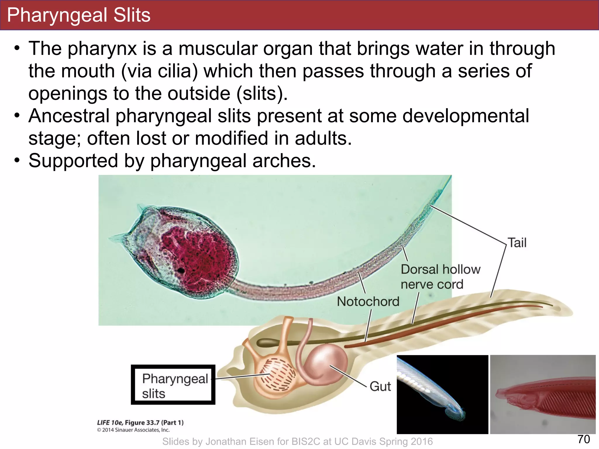 Pharyngeal Slits
!70Slides by Jonathan Eisen for BIS2C at UC Davis Spring 2016
• The pharynx is a muscular organ that brings water in through
the mouth (via cilia) which then passes through a series of
openings to the outside (slits).
• Ancestral pharyngeal slits present at some developmental
stage; often lost or modified in adults.
• Supported by pharyngeal arches.
 