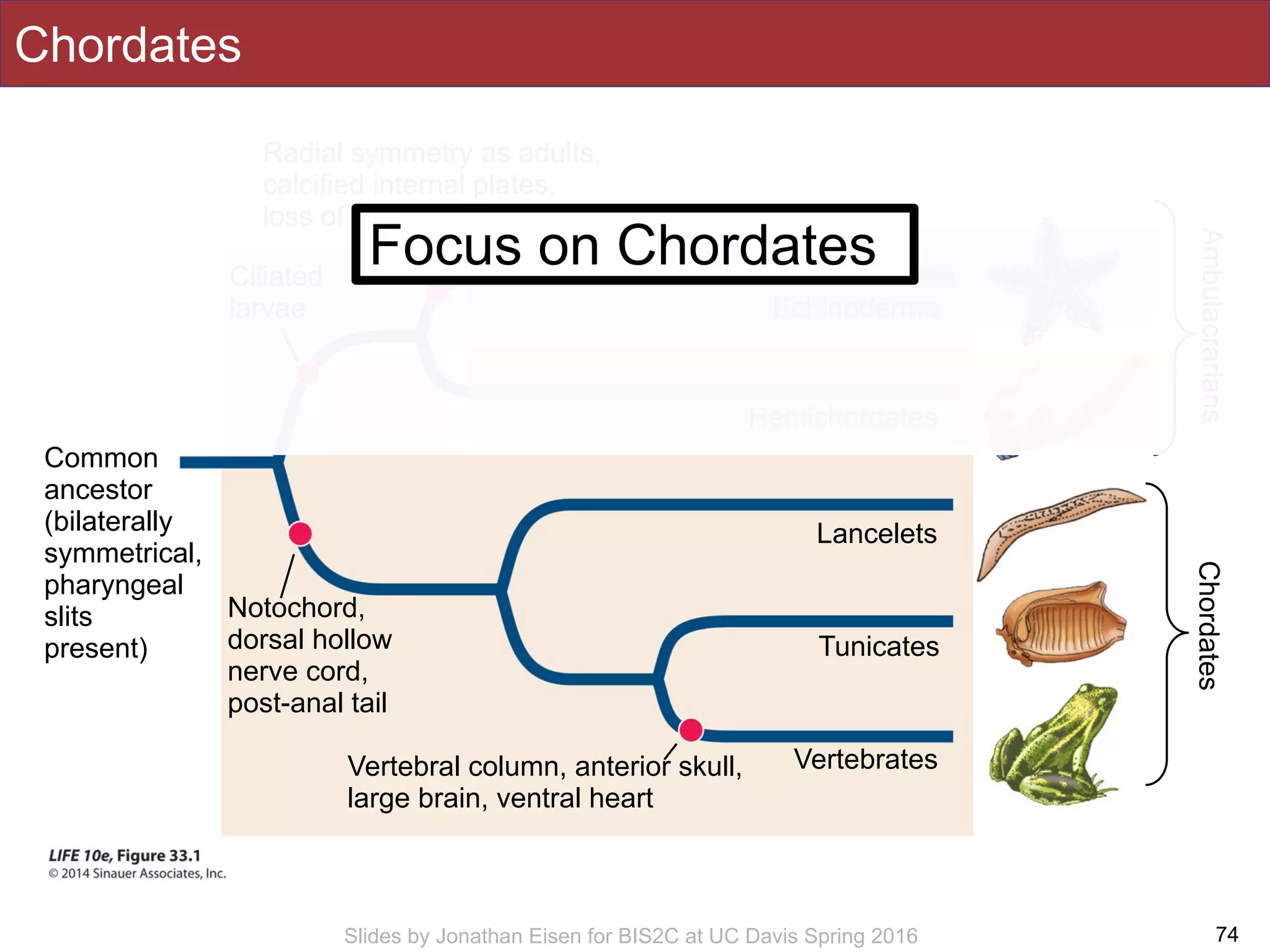 Slides by Jonathan Eisen for BIS2C at UC Davis Spring 2016
Chordates
74
Chordates
Common
ancestor
(bilaterally
symmetrical,
pharyngeal
slits
present)
Echinoderms
Hemichordates
Lancelets
Tunicates
VertebratesVertebral column, anterior skull,
large brain, ventral heart
Notochord,
dorsal hollow
nerve cord,
post-anal tail
Radial symmetry as adults,
calcified internal plates,
loss of pharyngeal slits
Ciliated
larvae
Ambulacrarians
Focus on Chordates
 