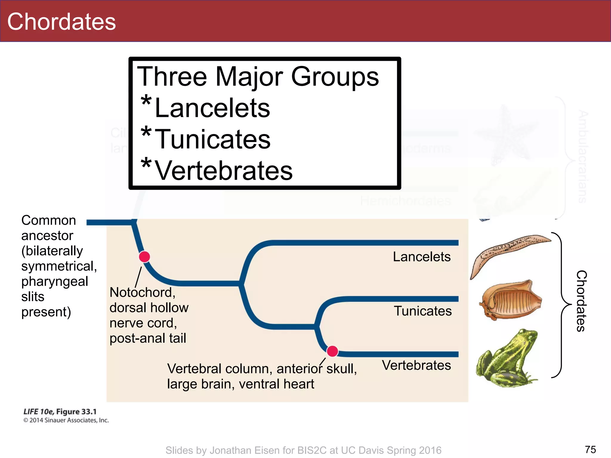 Slides by Jonathan Eisen for BIS2C at UC Davis Spring 2016
Chordates
75
Chordates
Common
ancestor
(bilaterally
symmetrical,
pharyngeal
slits
present)
Echinoderms
Hemichordates
Lancelets
Tunicates
VertebratesVertebral column, anterior skull,
large brain, ventral heart
Notochord,
dorsal hollow
nerve cord,
post-anal tail
Radial symmetry as adults,
calcified internal plates,
loss of pharyngeal slits
Ciliated
larvae
Ambulacrarians
Three Major Groups
*Lancelets
*Tunicates
*Vertebrates
 
