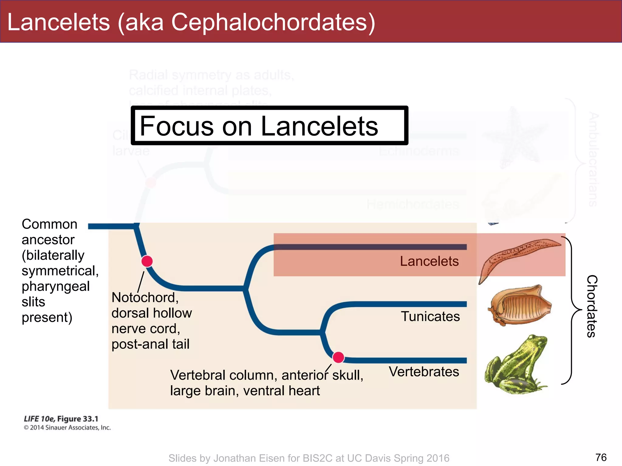 Slides by Jonathan Eisen for BIS2C at UC Davis Spring 2016
Lancelets (aka Cephalochordates)
76
Chordates
Common
ancestor
(bilaterally
symmetrical,
pharyngeal
slits
present)
Echinoderms
Hemichordates
Lancelets
Tunicates
VertebratesVertebral column, anterior skull,
large brain, ventral heart
Notochord,
dorsal hollow
nerve cord,
post-anal tail
Radial symmetry as adults,
calcified internal plates,
loss of pharyngeal slits
Ciliated
larvae
Ambulacrarians
Focus on Lancelets
 