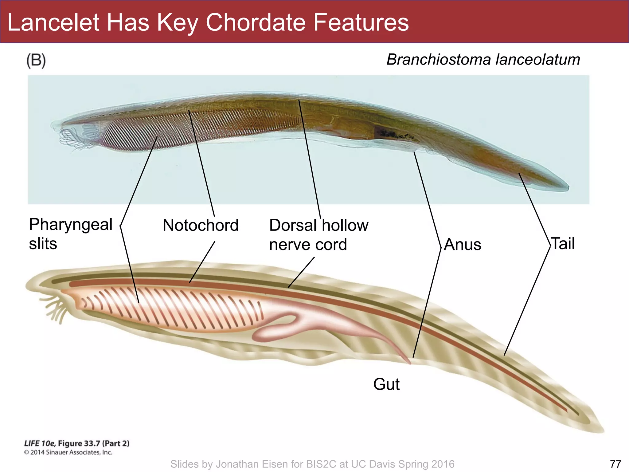 Slides by Jonathan Eisen for BIS2C at UC Davis Spring 2016 77
Branchiostoma lanceolatum
Gut
TailAnus
Dorsal hollow
nerve cord
NotochordPharyngeal
slits
Lancelet Has Key Chordate Features
 