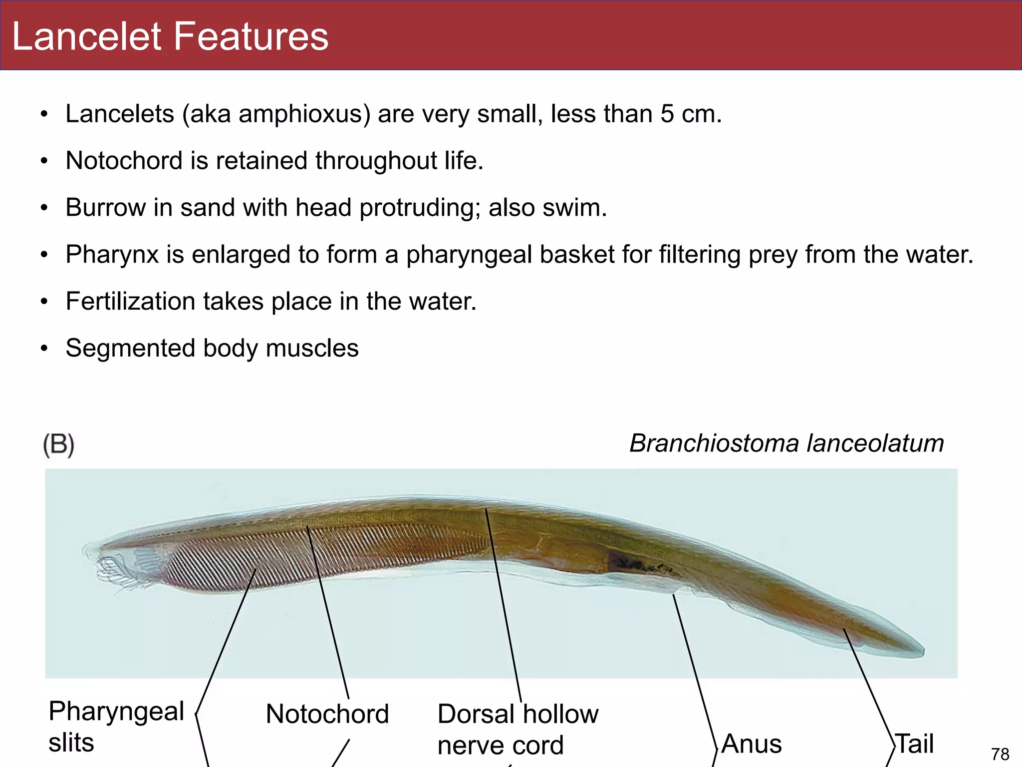 Slides by Jonathan Eisen for BIS2C at UC Davis Spring 2016 78
Branchiostoma lanceolatum
TailAnus
Dorsal hollow
nerve cord
NotochordPharyngeal
slits
Lancelet Features
• Lancelets (aka amphioxus) are very small, less than 5 cm.
• Notochord is retained throughout life.
• Burrow in sand with head protruding; also swim.
• Pharynx is enlarged to form a pharyngeal basket for filtering prey from the water.
• Fertilization takes place in the water.
• Segmented body muscles
 