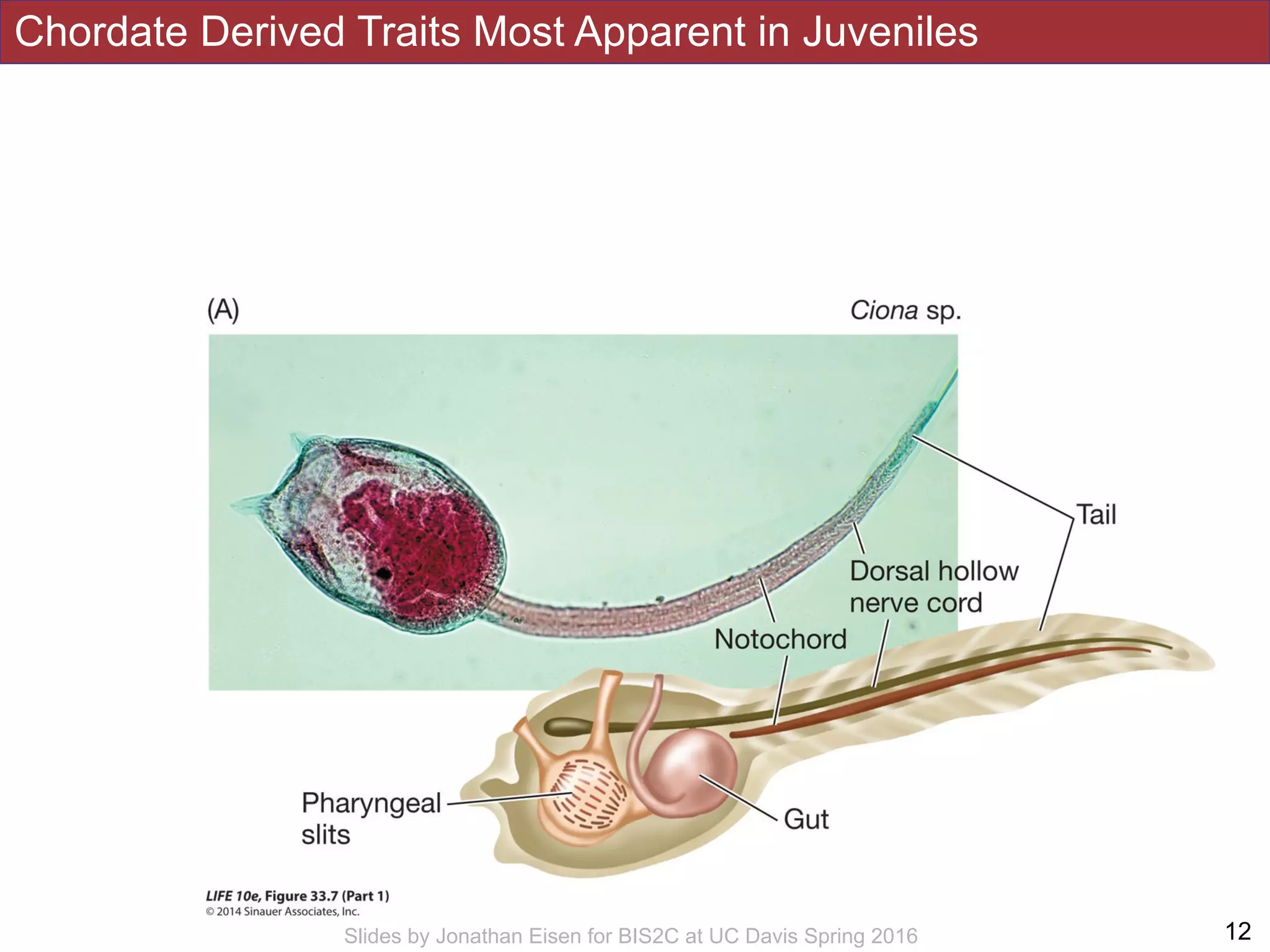 Chordate Derived Traits Most Apparent in Juveniles
!12Slides by Jonathan Eisen for BIS2C at UC Davis Spring 2016
 